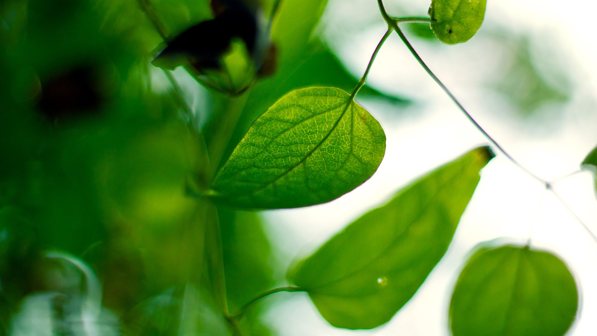 gros plan feuilles vert flou nature plante