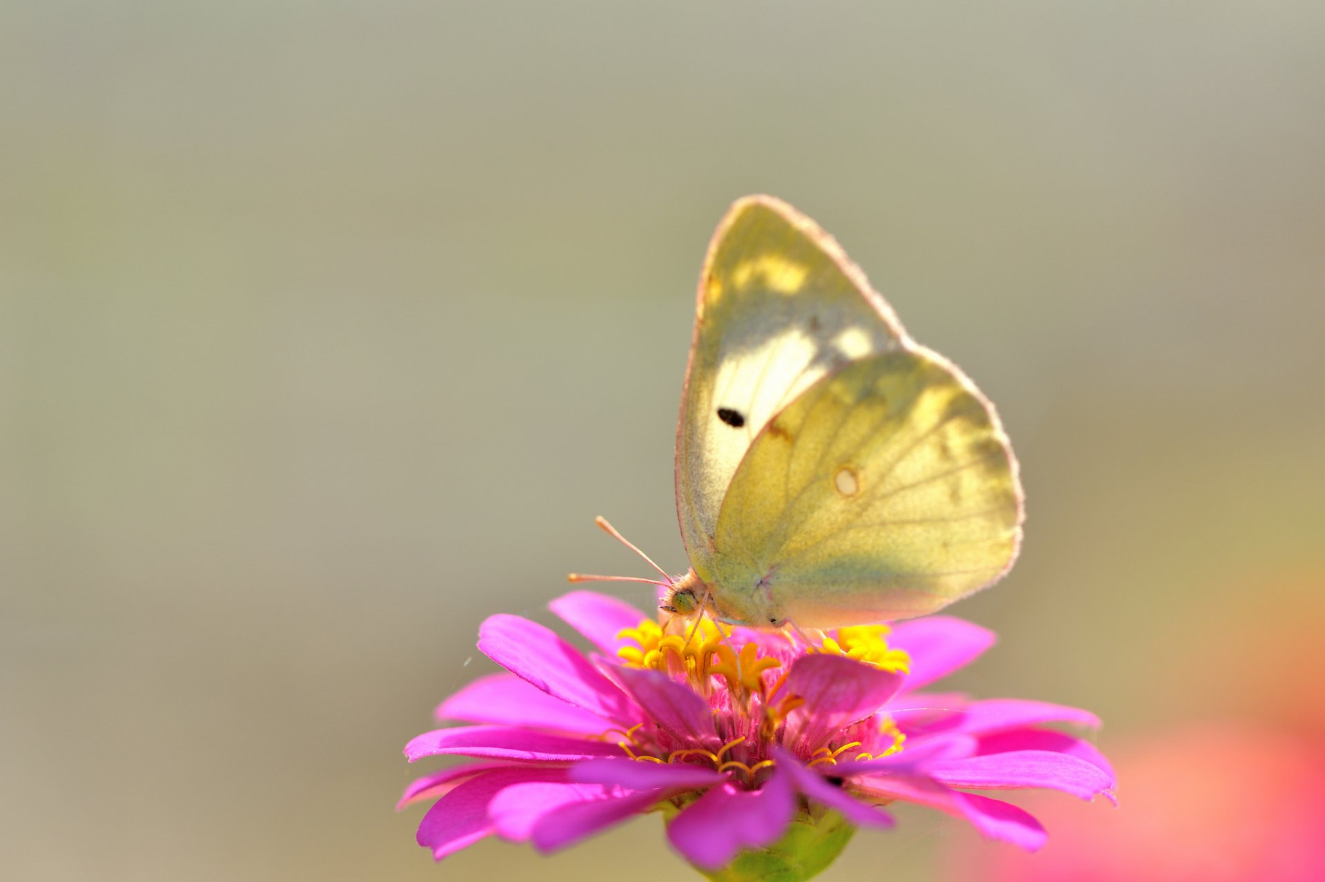 papillon fleur gros plan