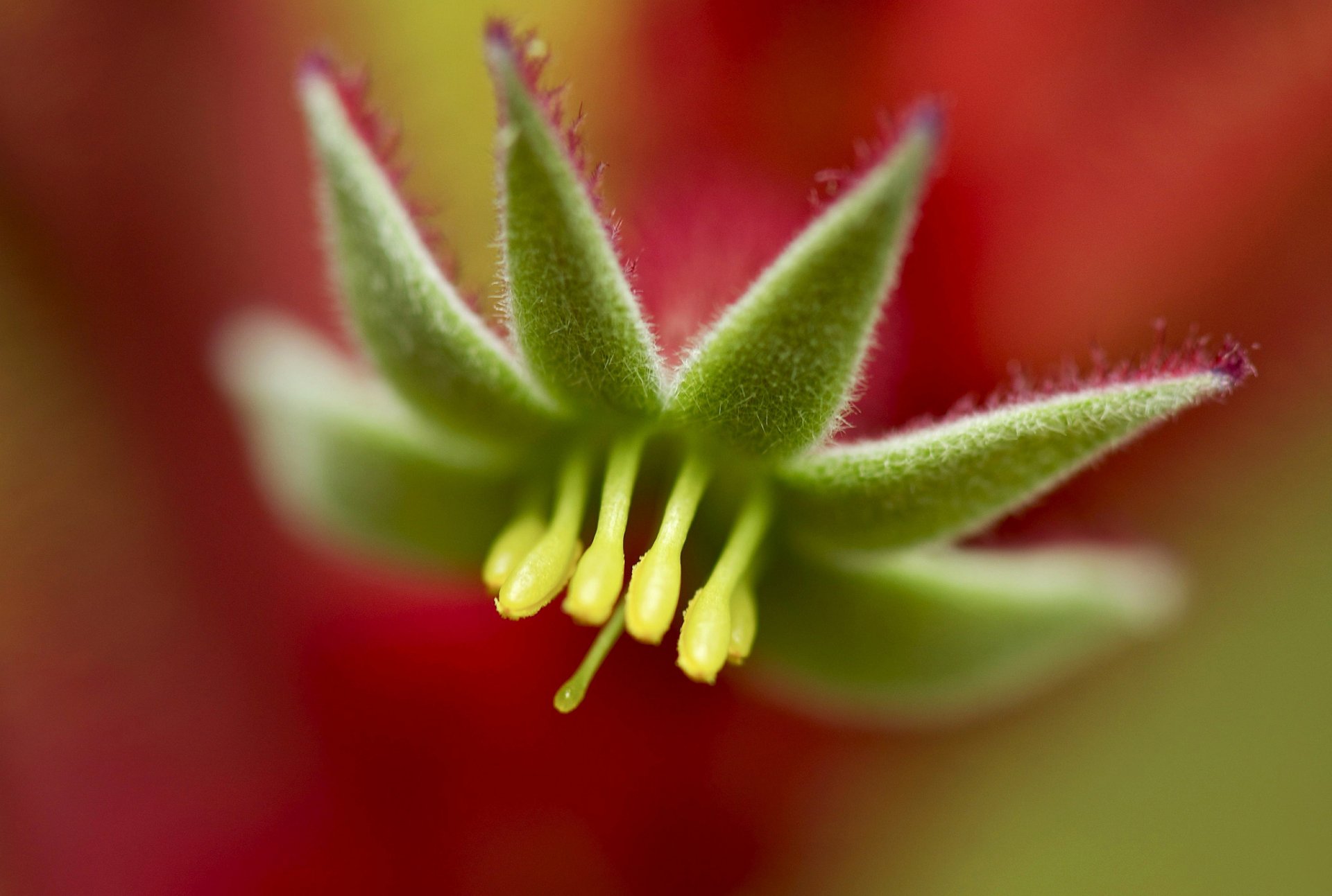 planta flor pétalos color luz