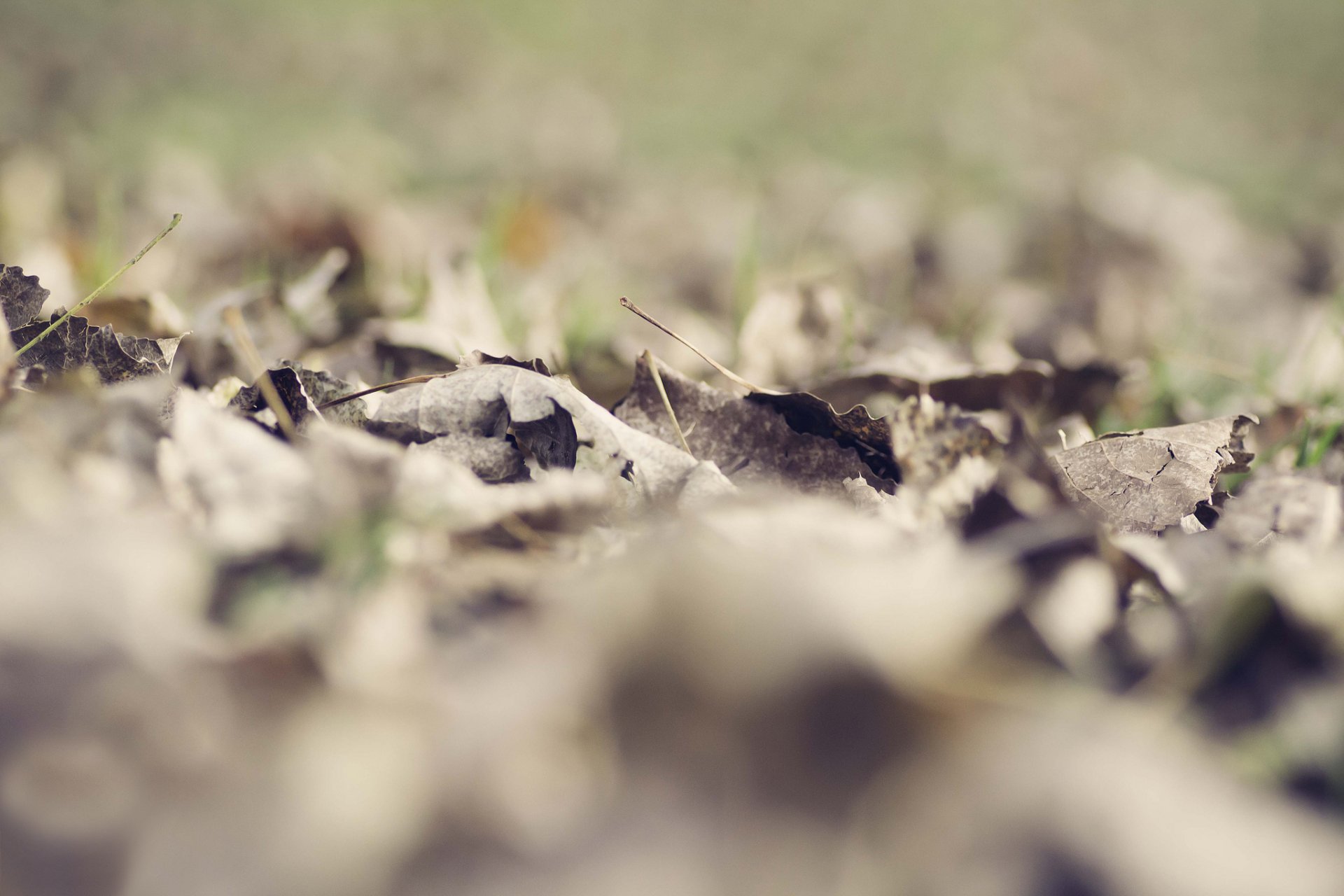 leaves fallen dry bokeh