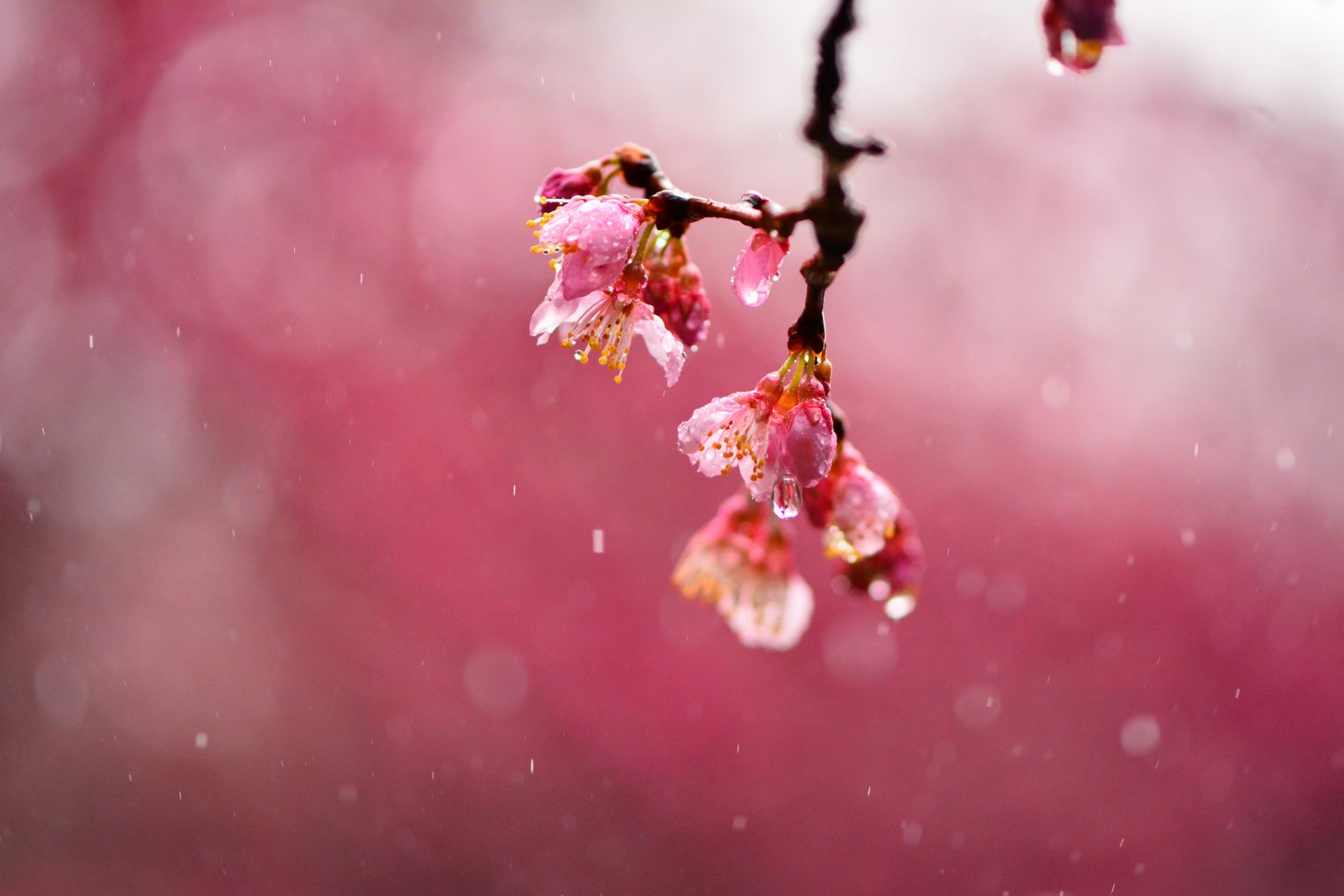 sakura kirsche blumen rosa zweig regen tropfen unschärfe makro fokus