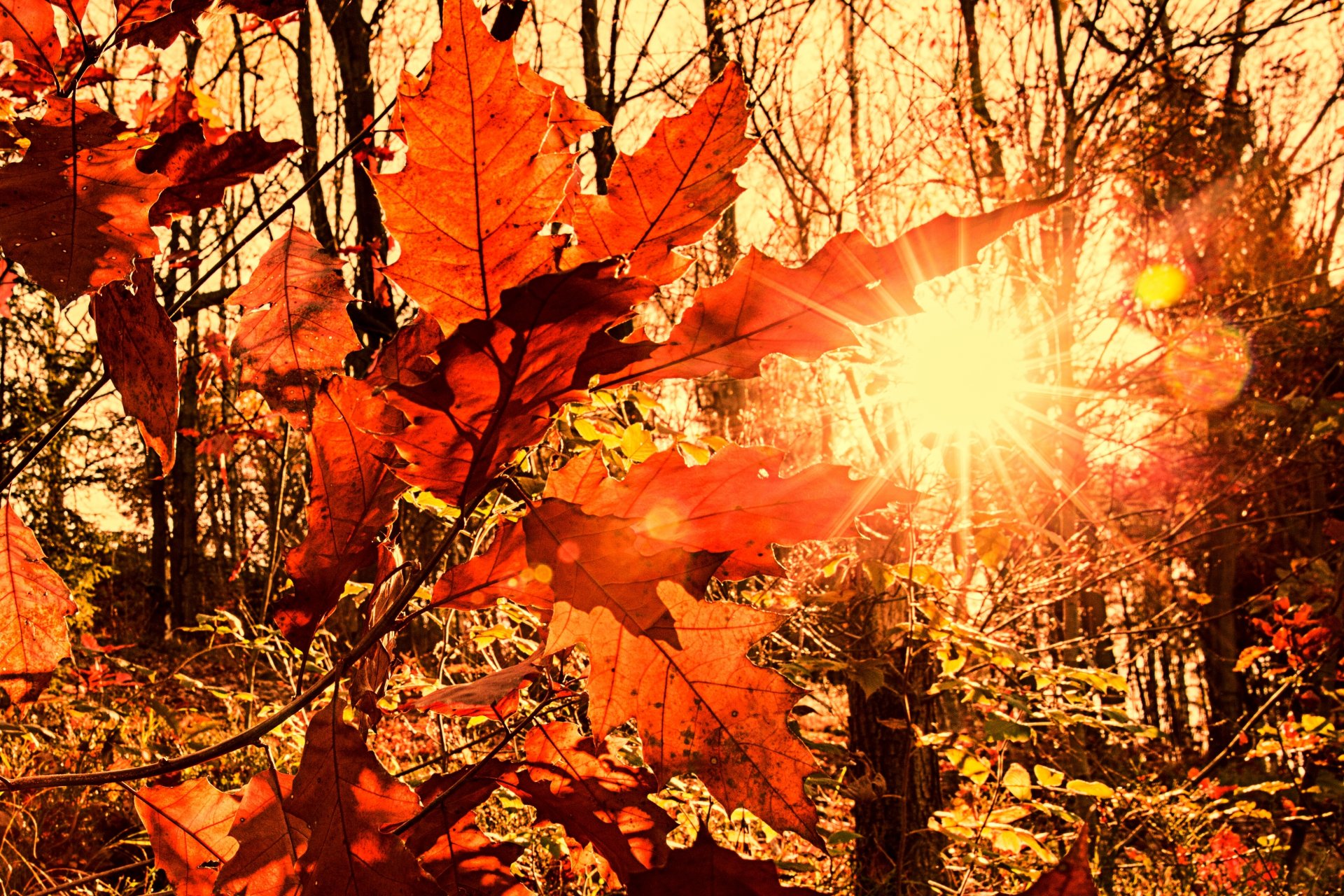 fogliame autunno sole raggi luce sfocatura