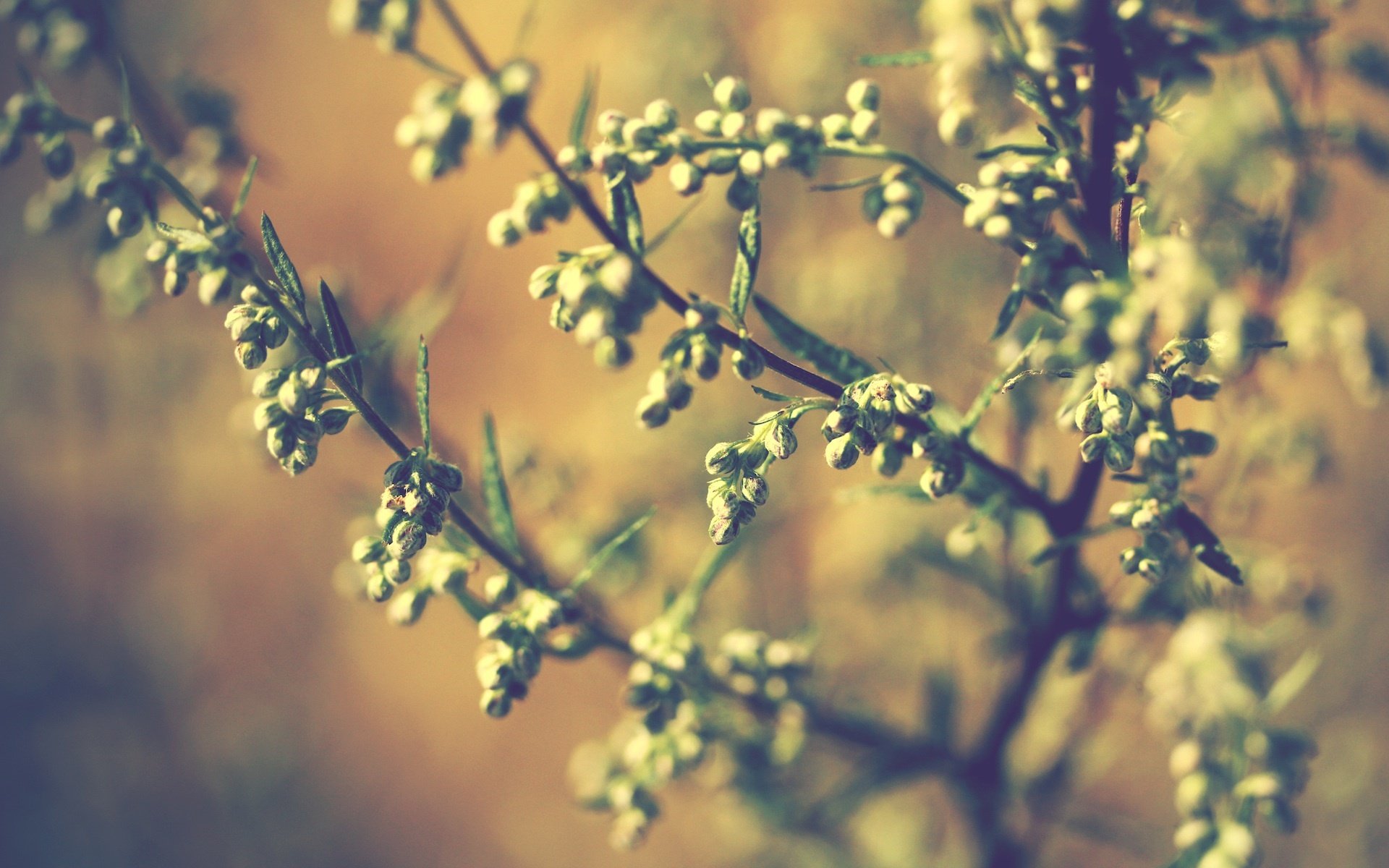 branches feuilles plantes lumière nature macro tache