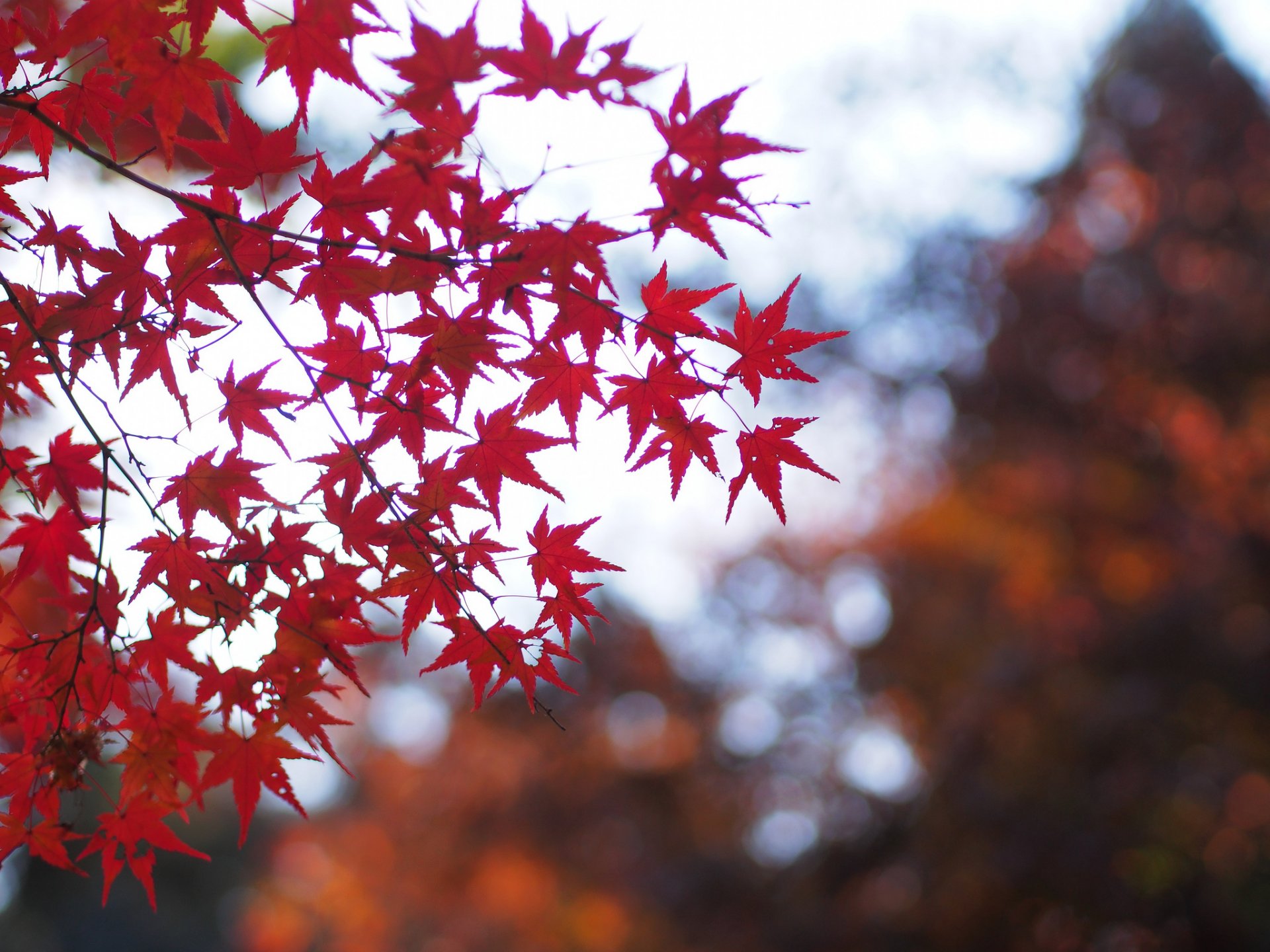 baum ahorn rot blätter zweige makro blendung unschärfe herbst natur