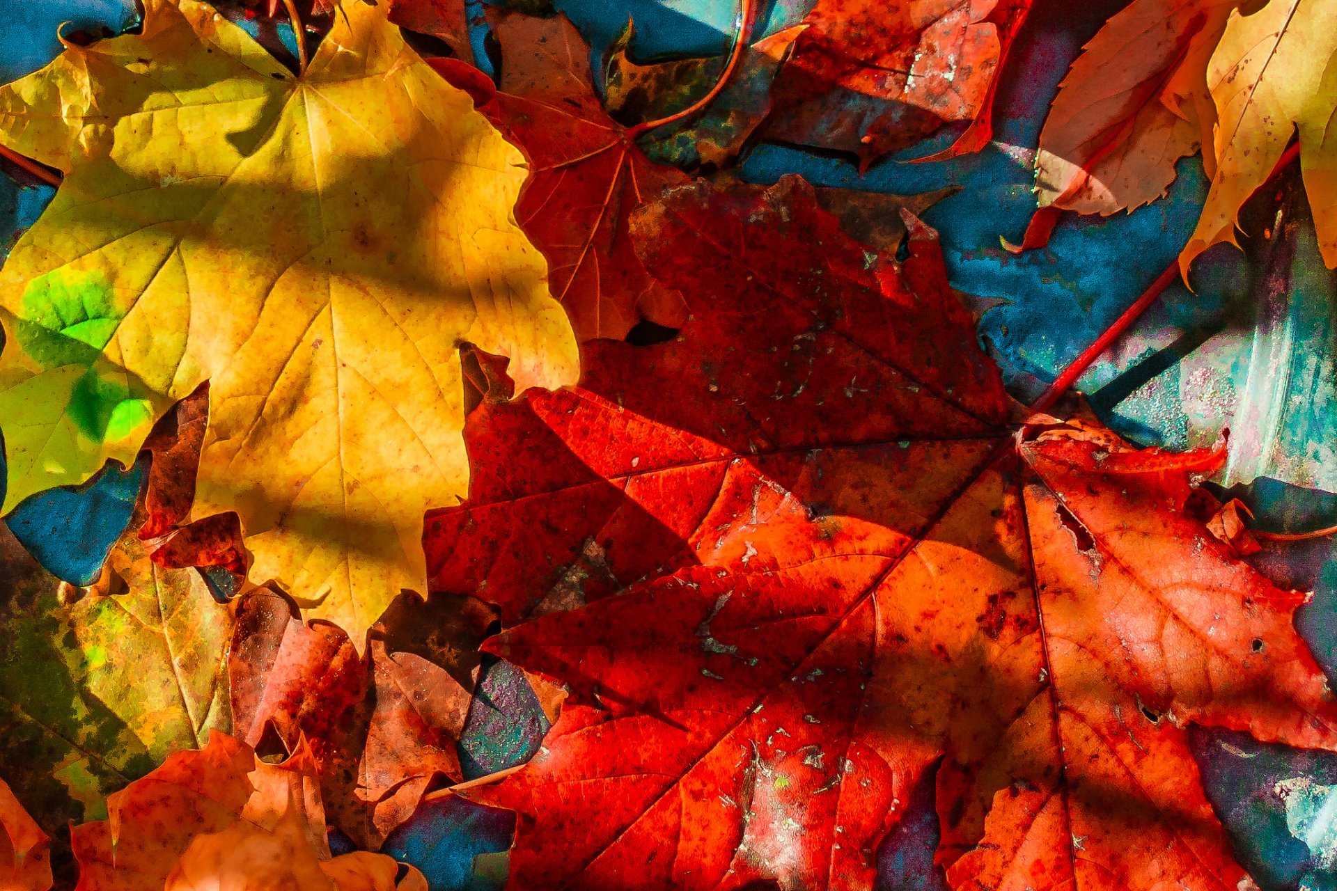 leaves autumn maple fallen