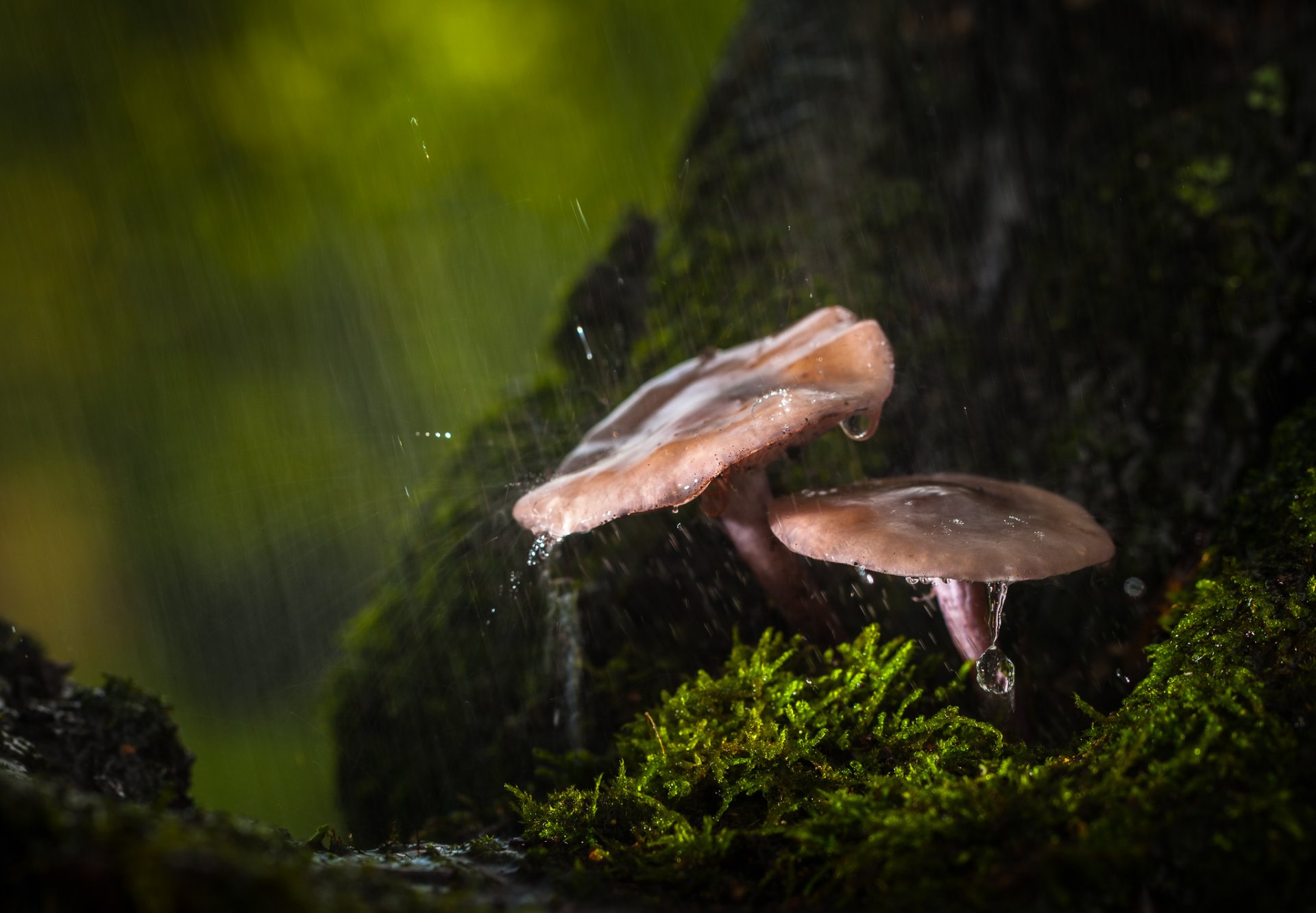 gros plan champignons forêt automne pluie gouttes