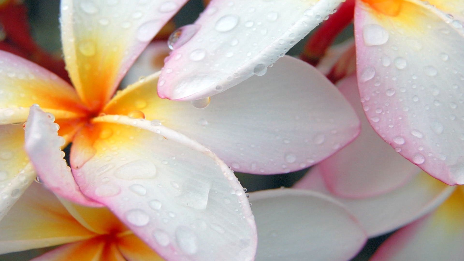 fiori petali gocce acqua macro frangipani plumeria