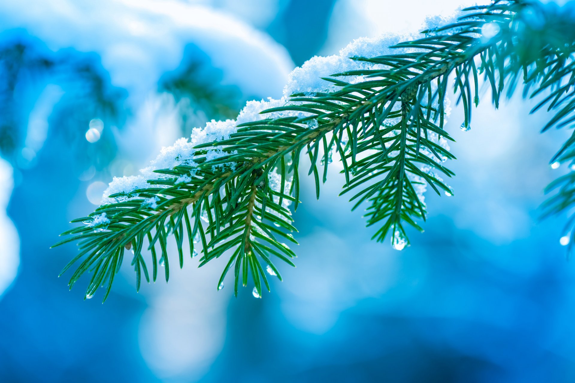 pruce christmas tree branch tree needle snow drops winter close up bokeh