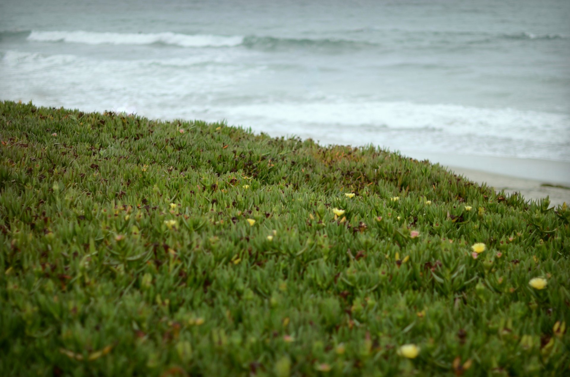 herbe rivage vagues