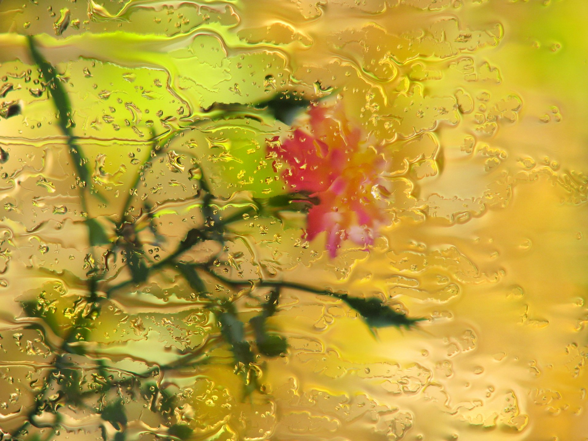 flores rosa lluvia vidrio gotas bokeh