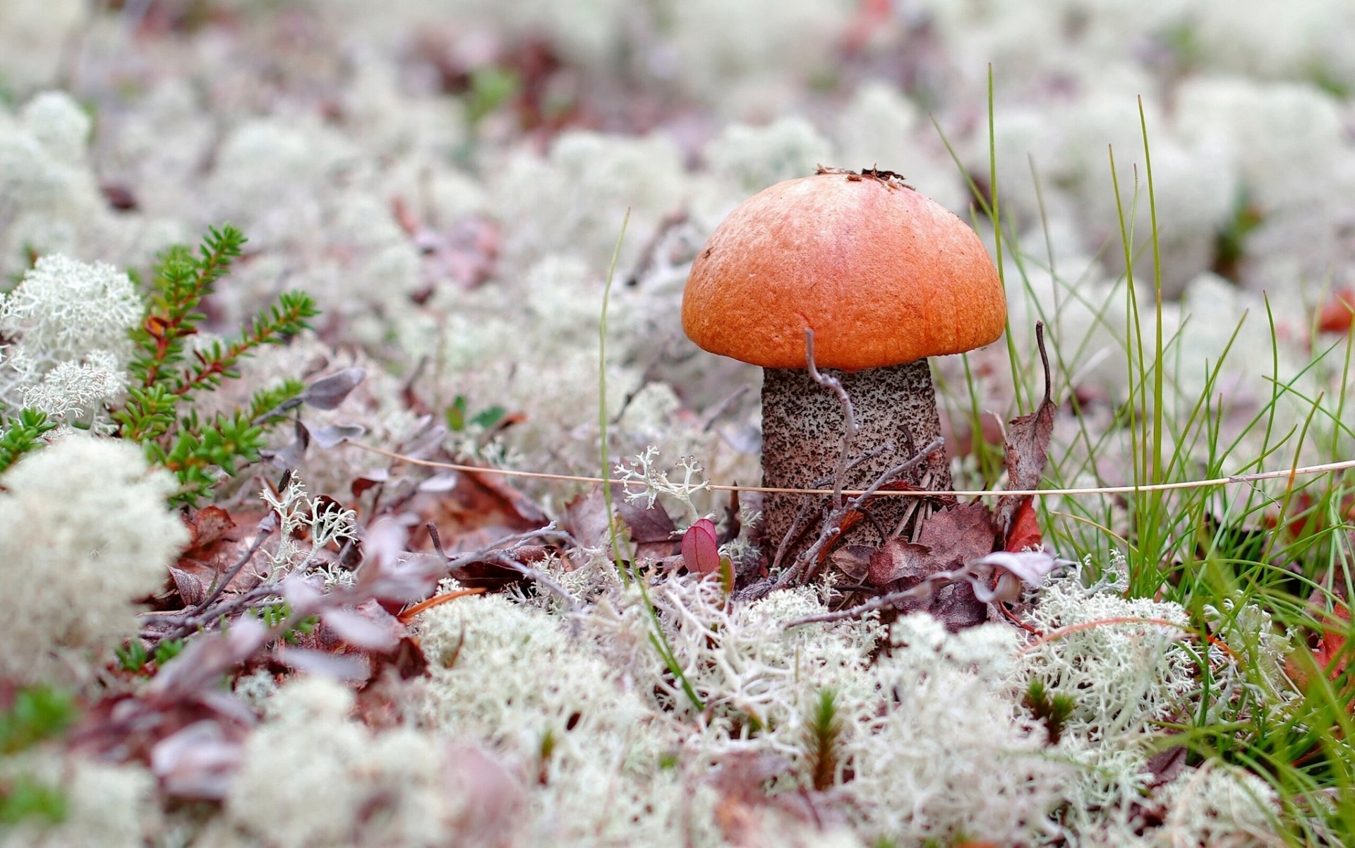 champignon podosinovik mousse herbe gros plan nature