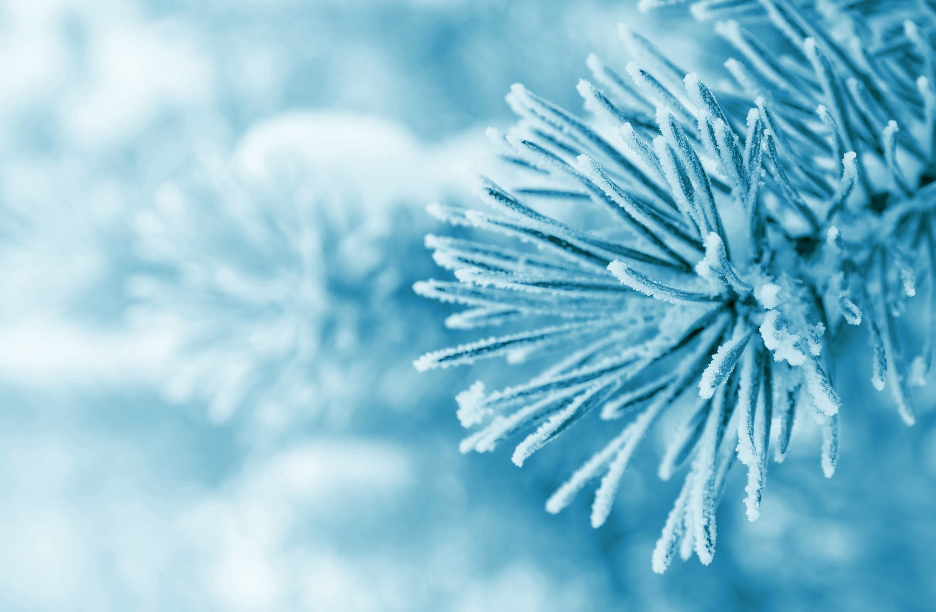 rama árbol abeto pino nieve hielo escarcha macro naturaleza invierno