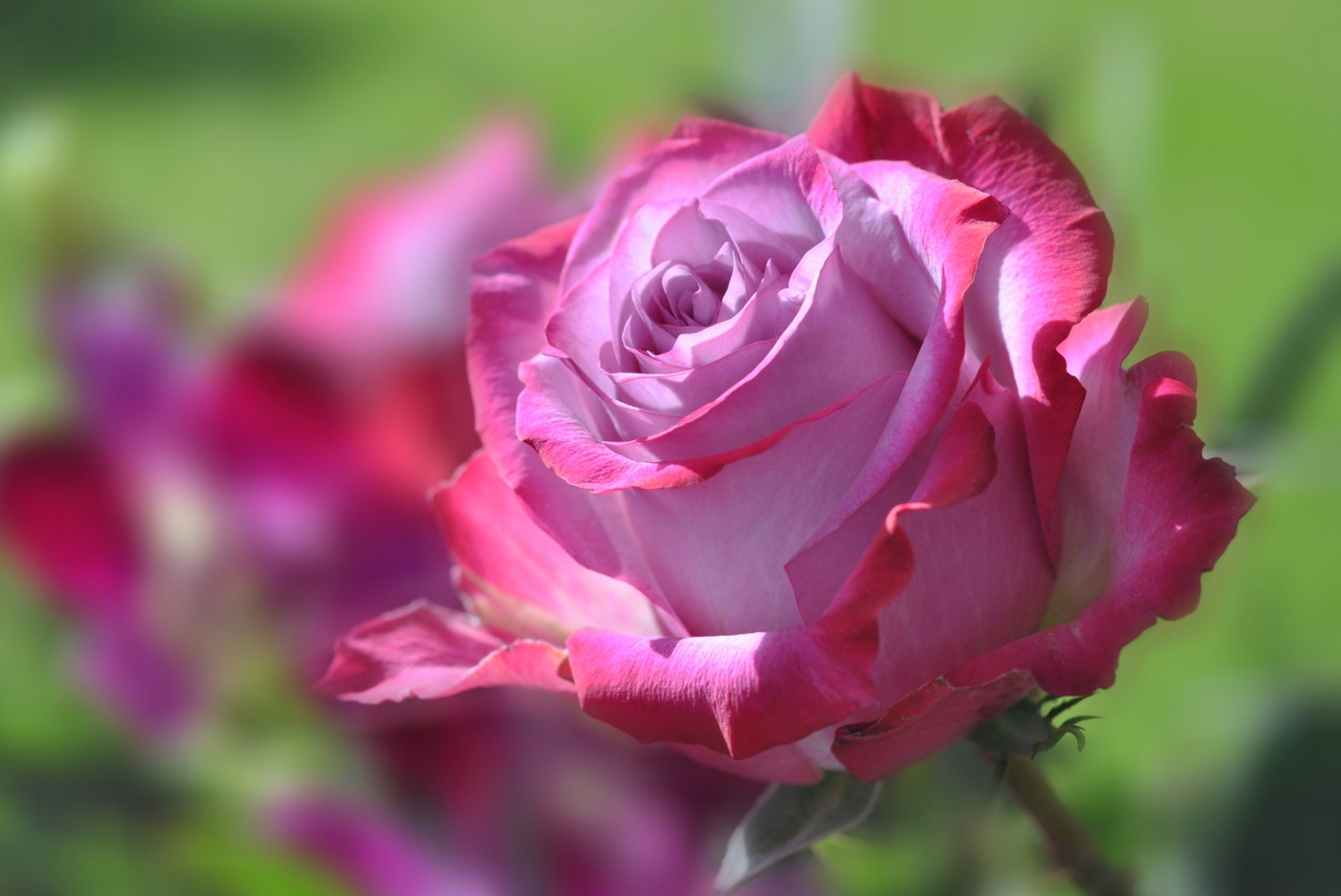 fiore bocciolo petali rosa