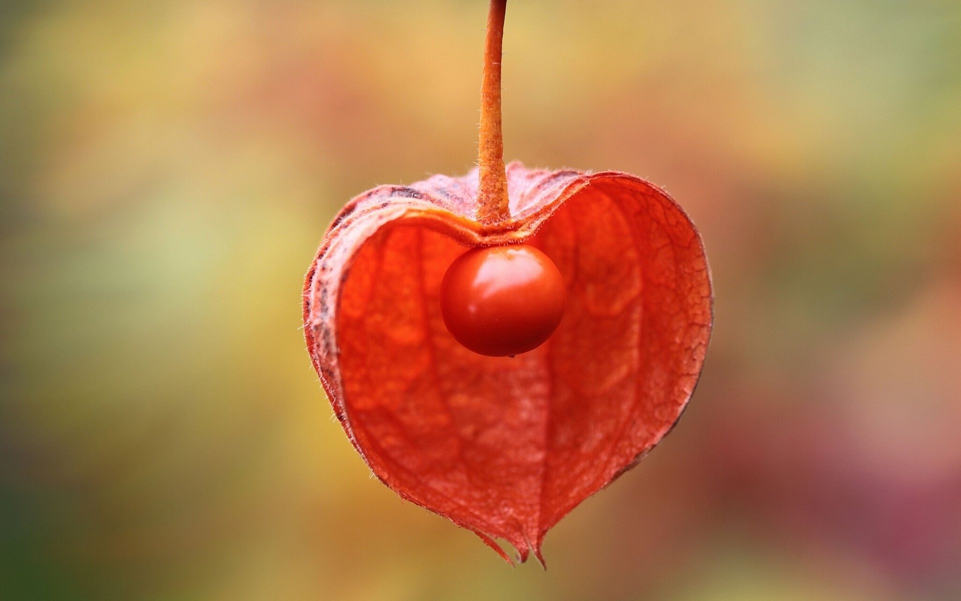 physalis tasse makro taschenlampe