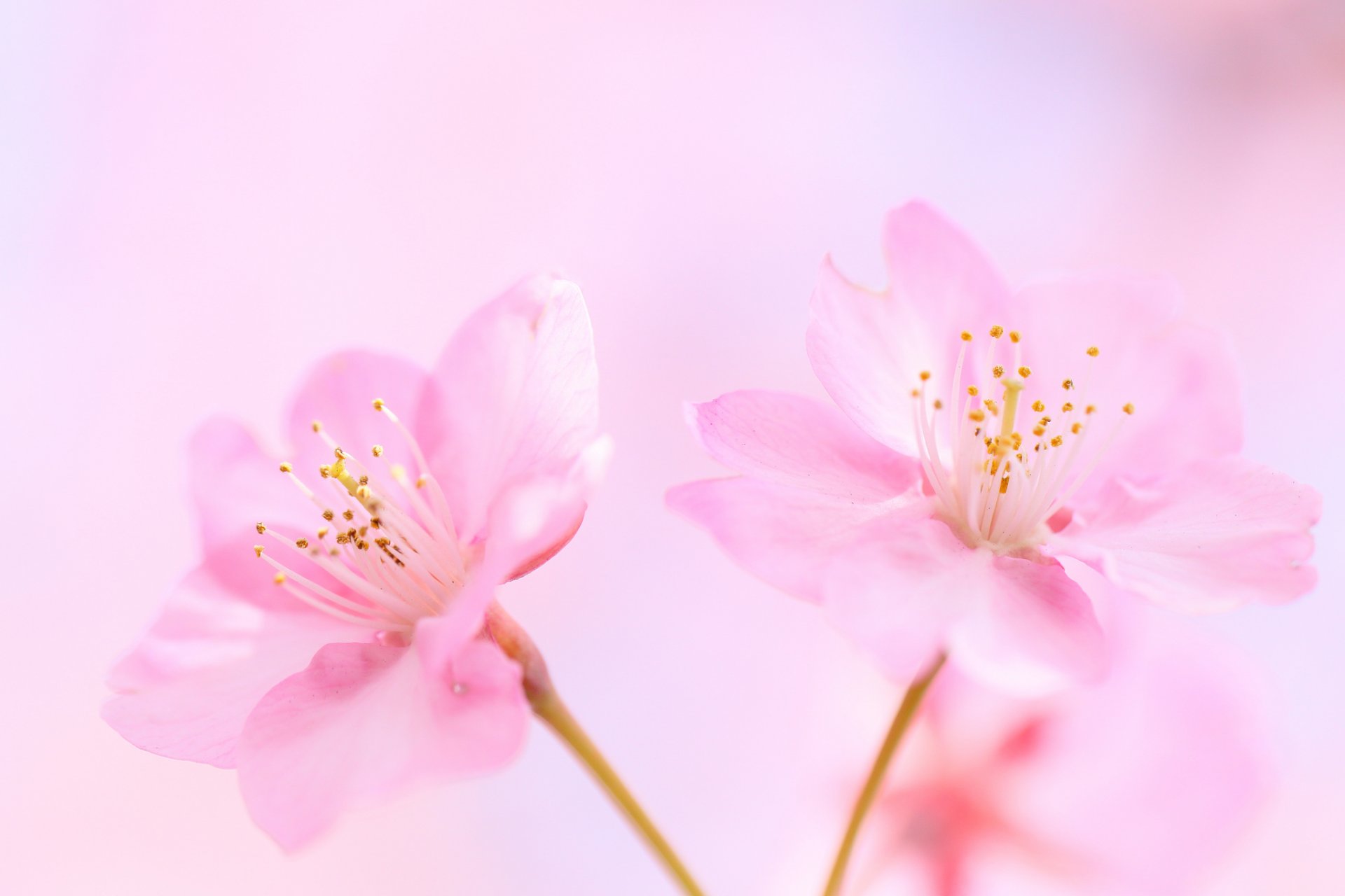 flores rosa cereza fondo