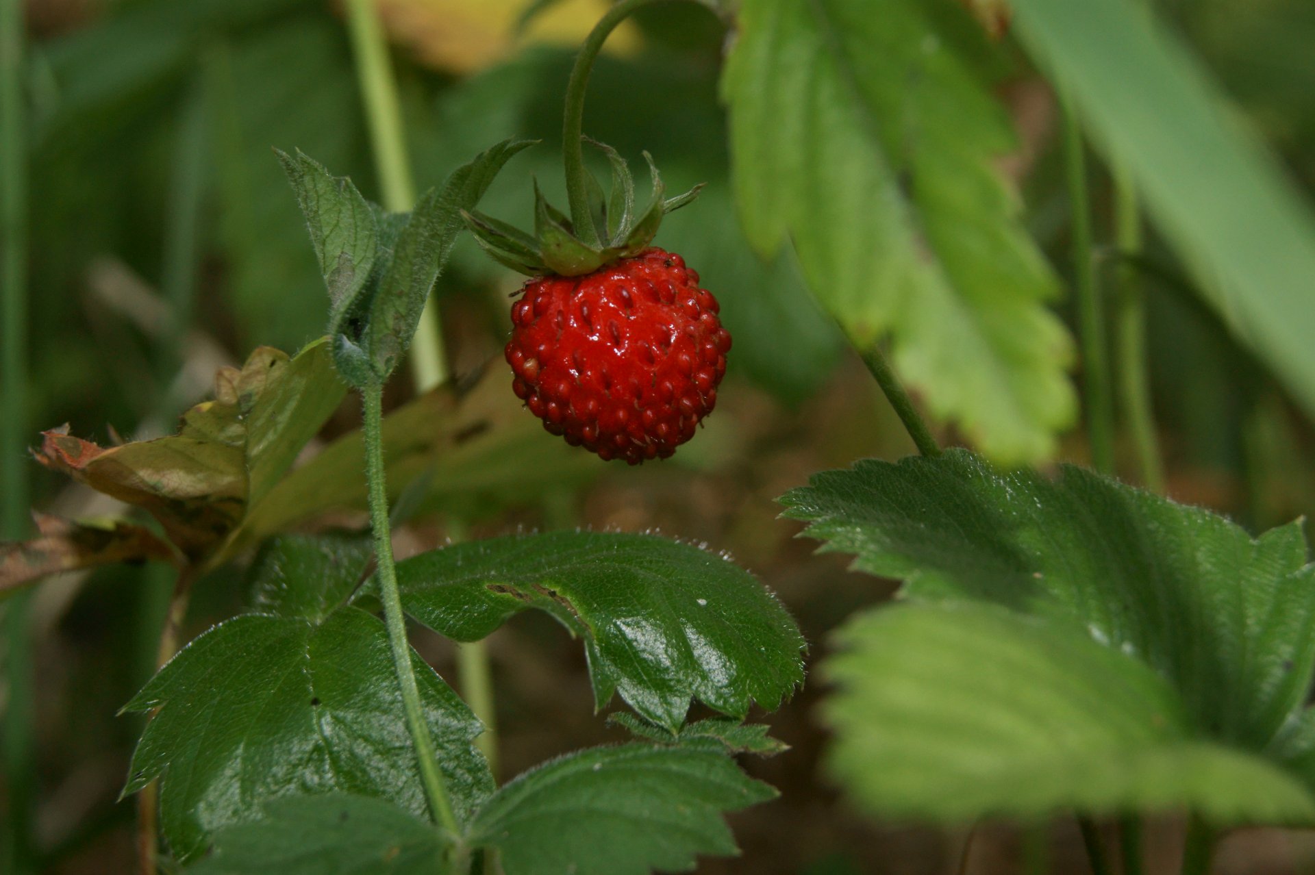 krubnika strawberry berry red leave