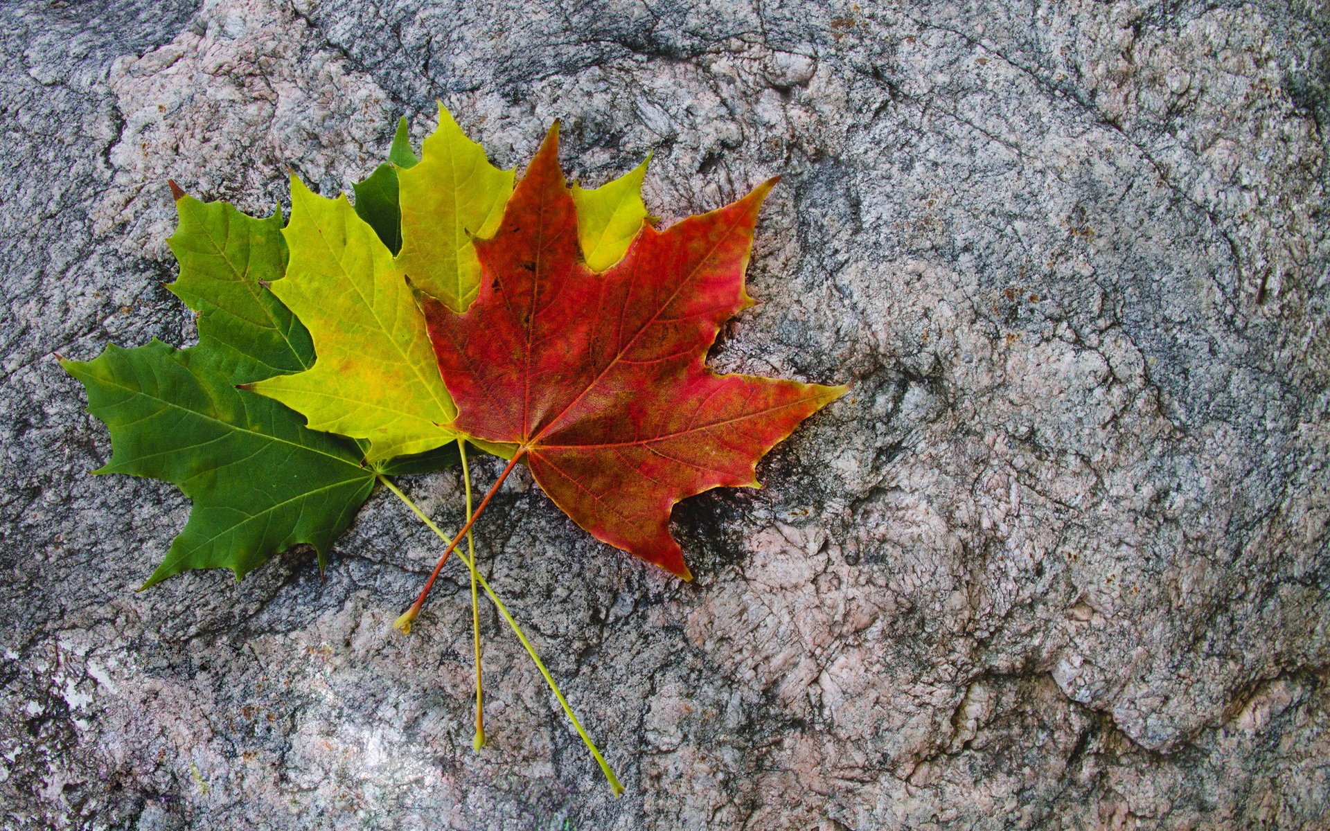 Больше трех листов. Осенний кленовый лист. Осень листья. Разноцветные кленовые листья. Осенние листья клена.