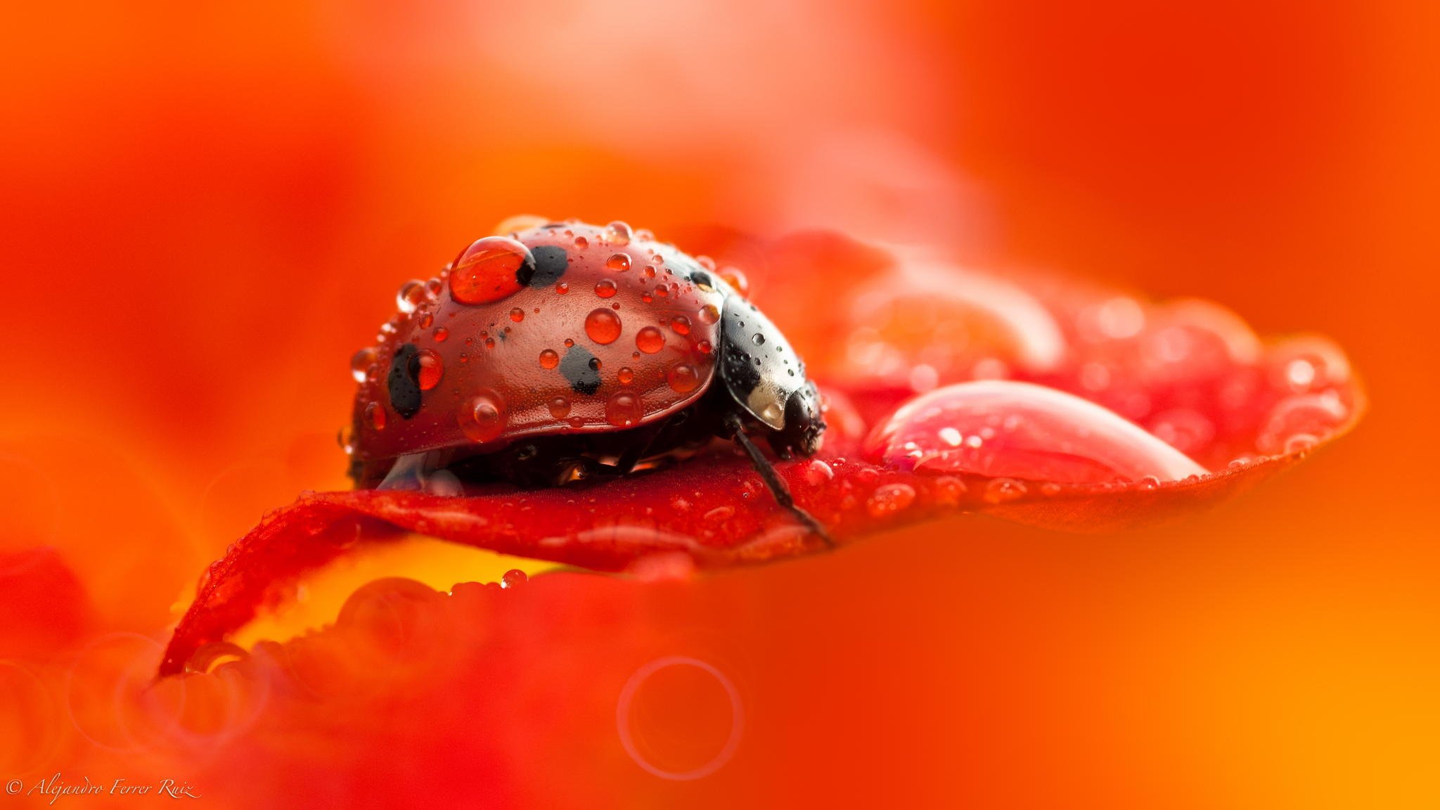 coccinelle gros plan gouttes rosée coléoptère insecte