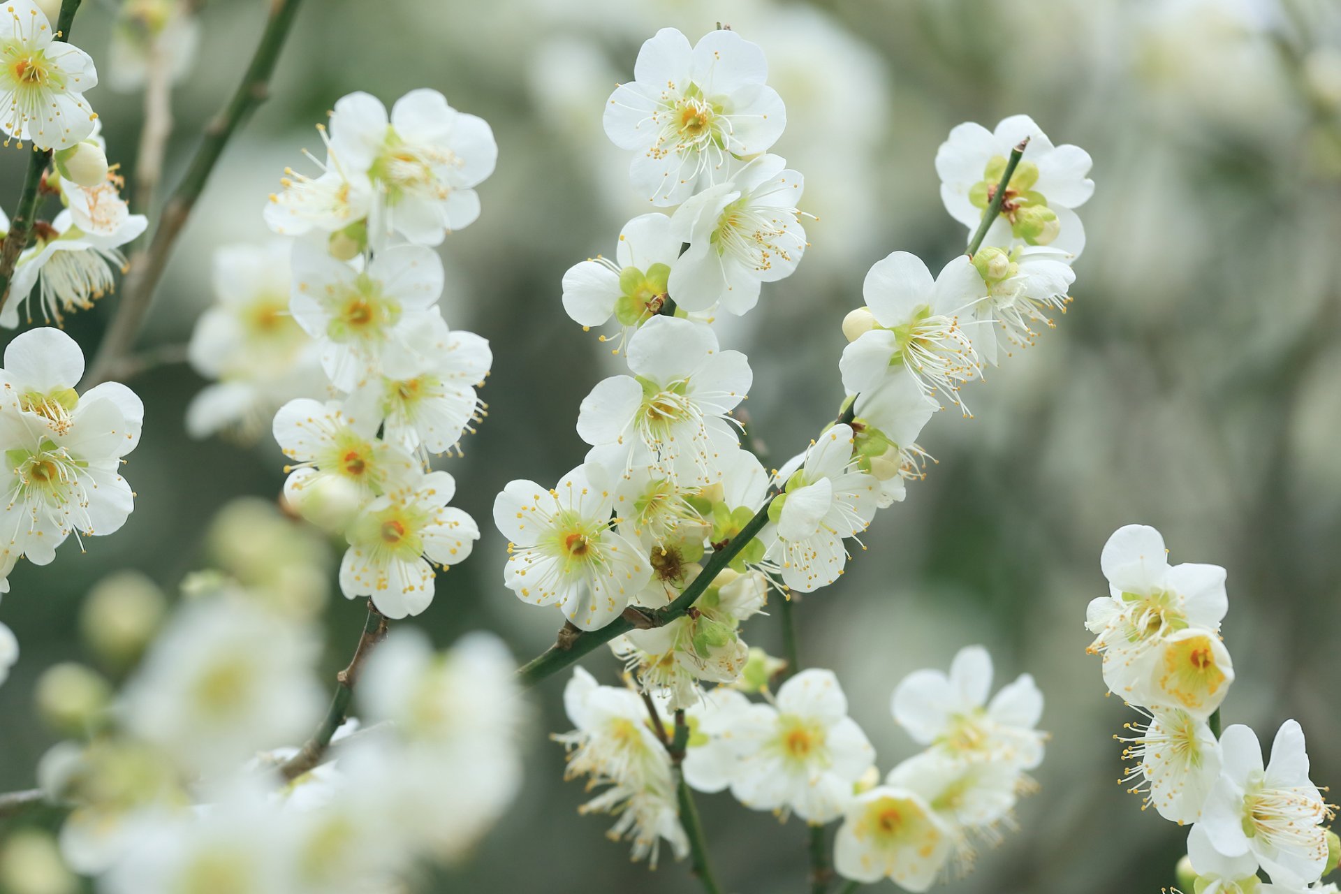 zweige blumen weiß kirsche blüte frühling