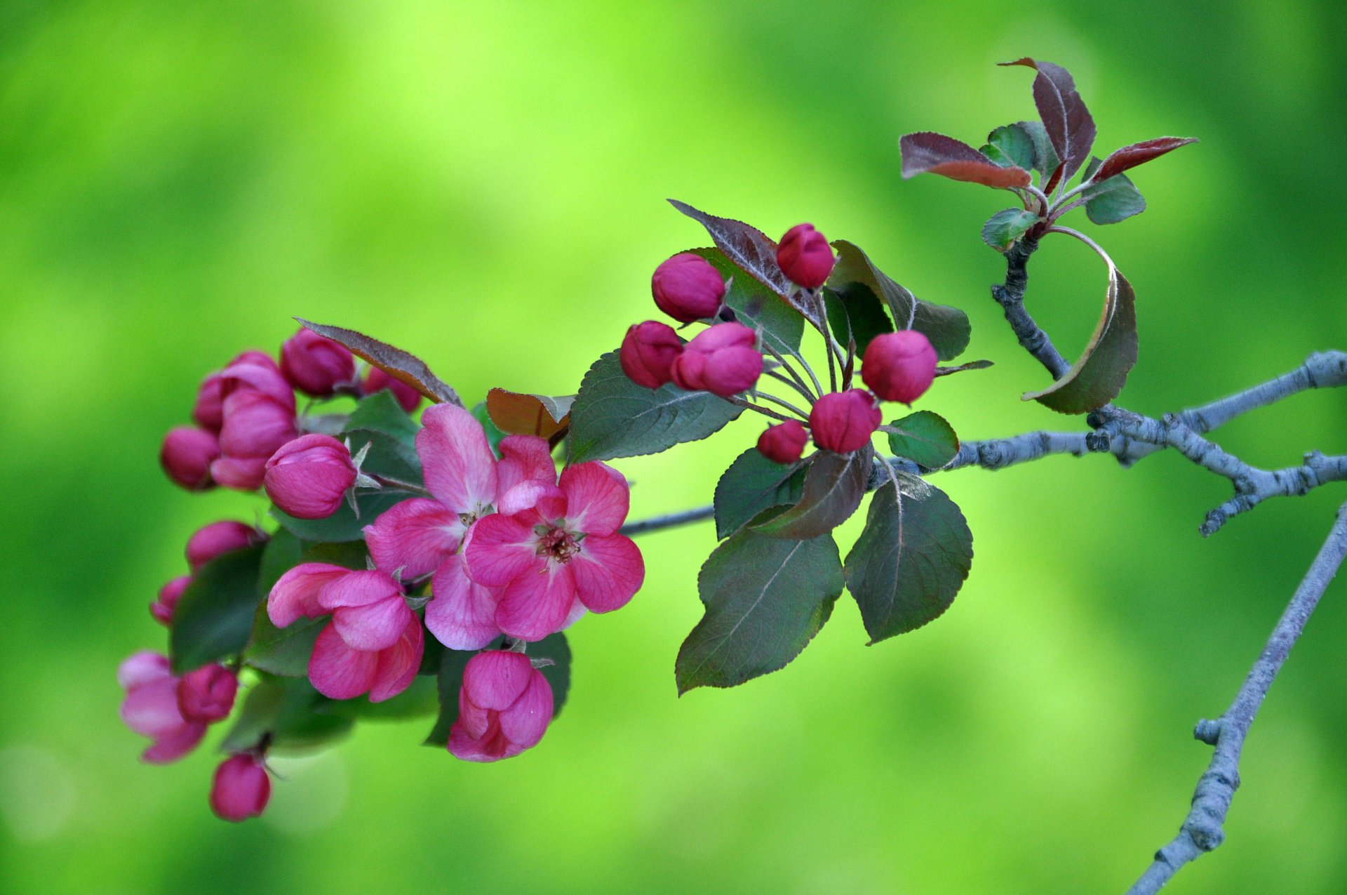 branch flower leaves supplies spring nature