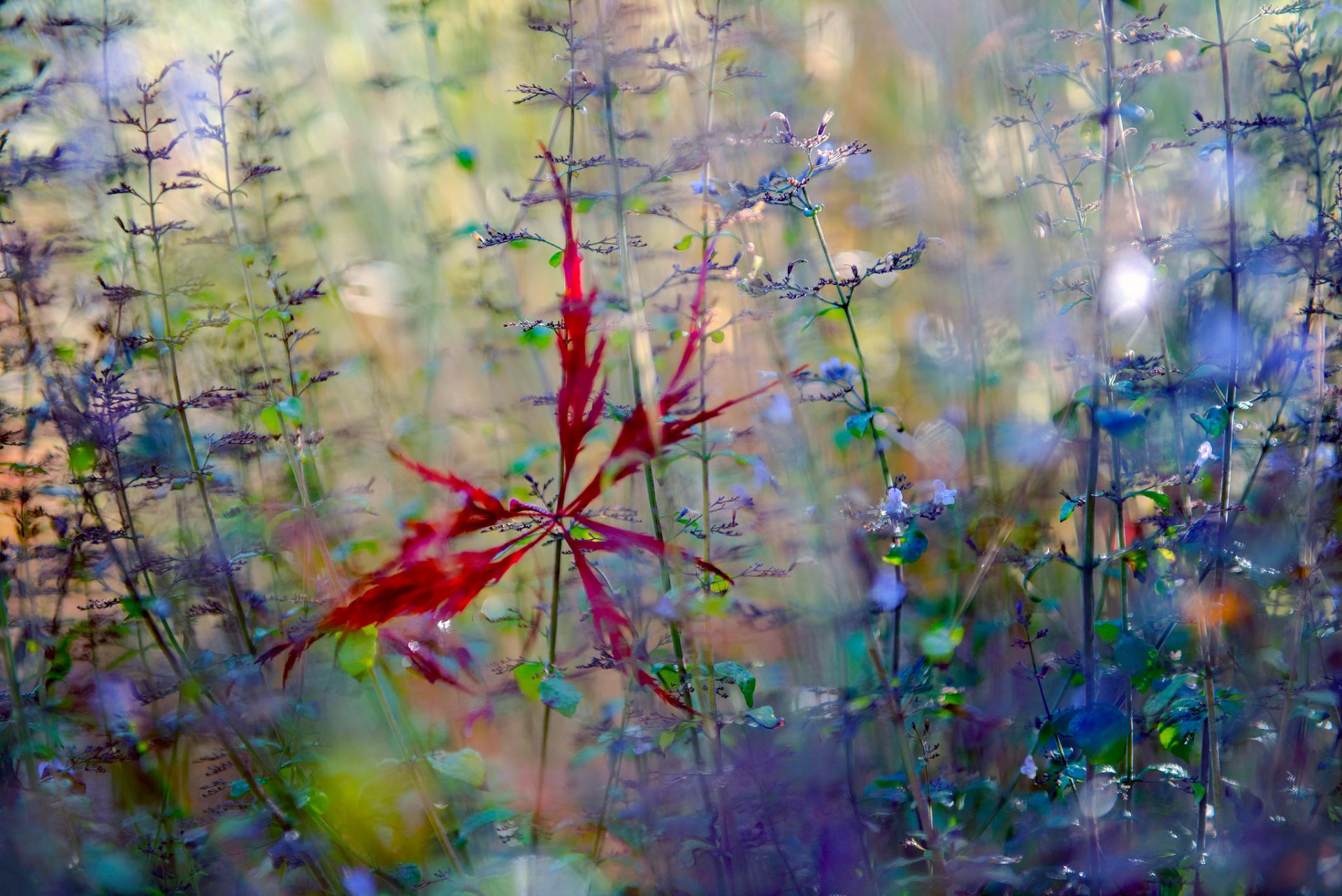 macro autunno fiori stella caduta foglia