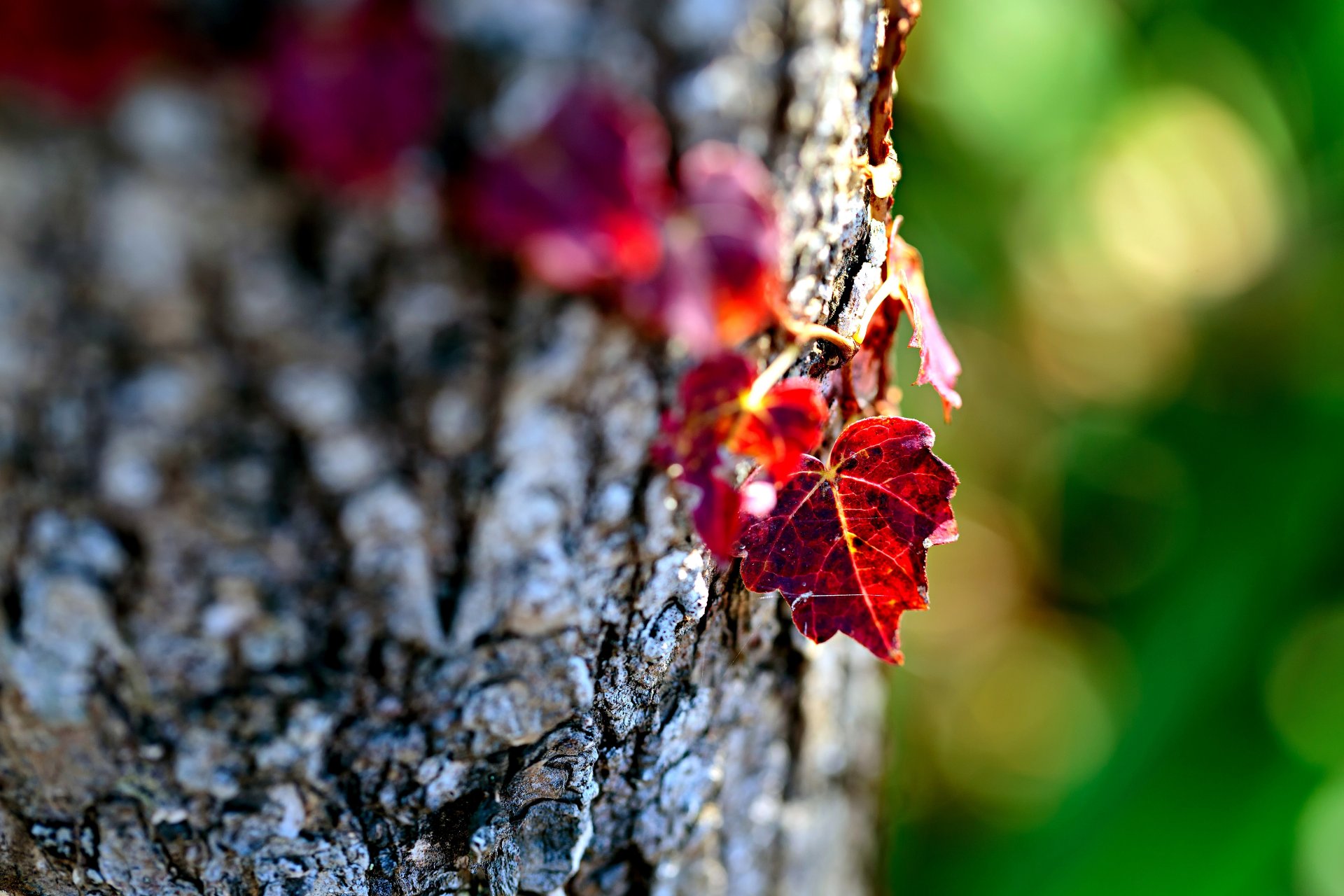 liście listki bordo drewno kora natura makro bokeh ostrość rozmycie