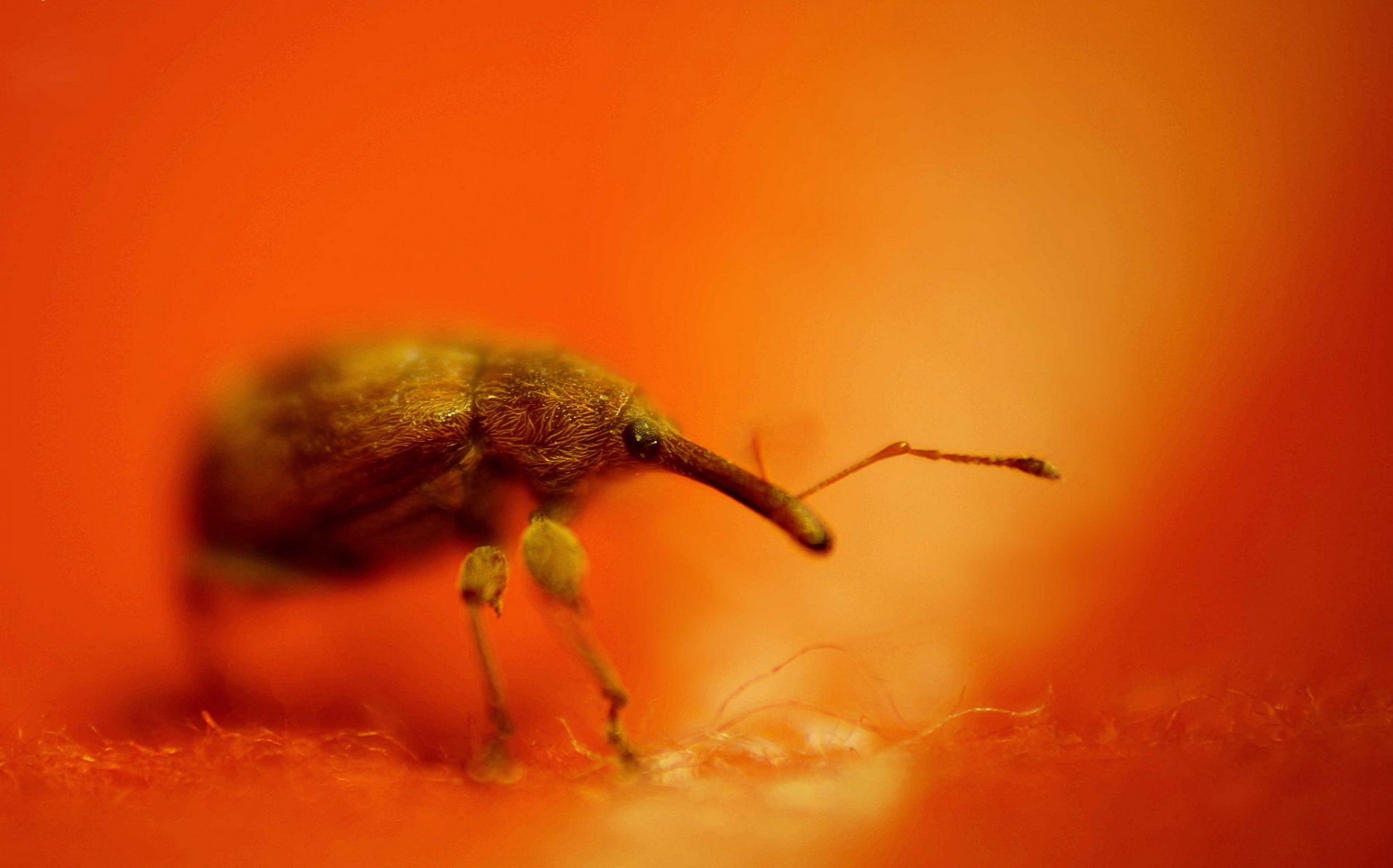 insecto escarabajo gorgojo elefante fondo