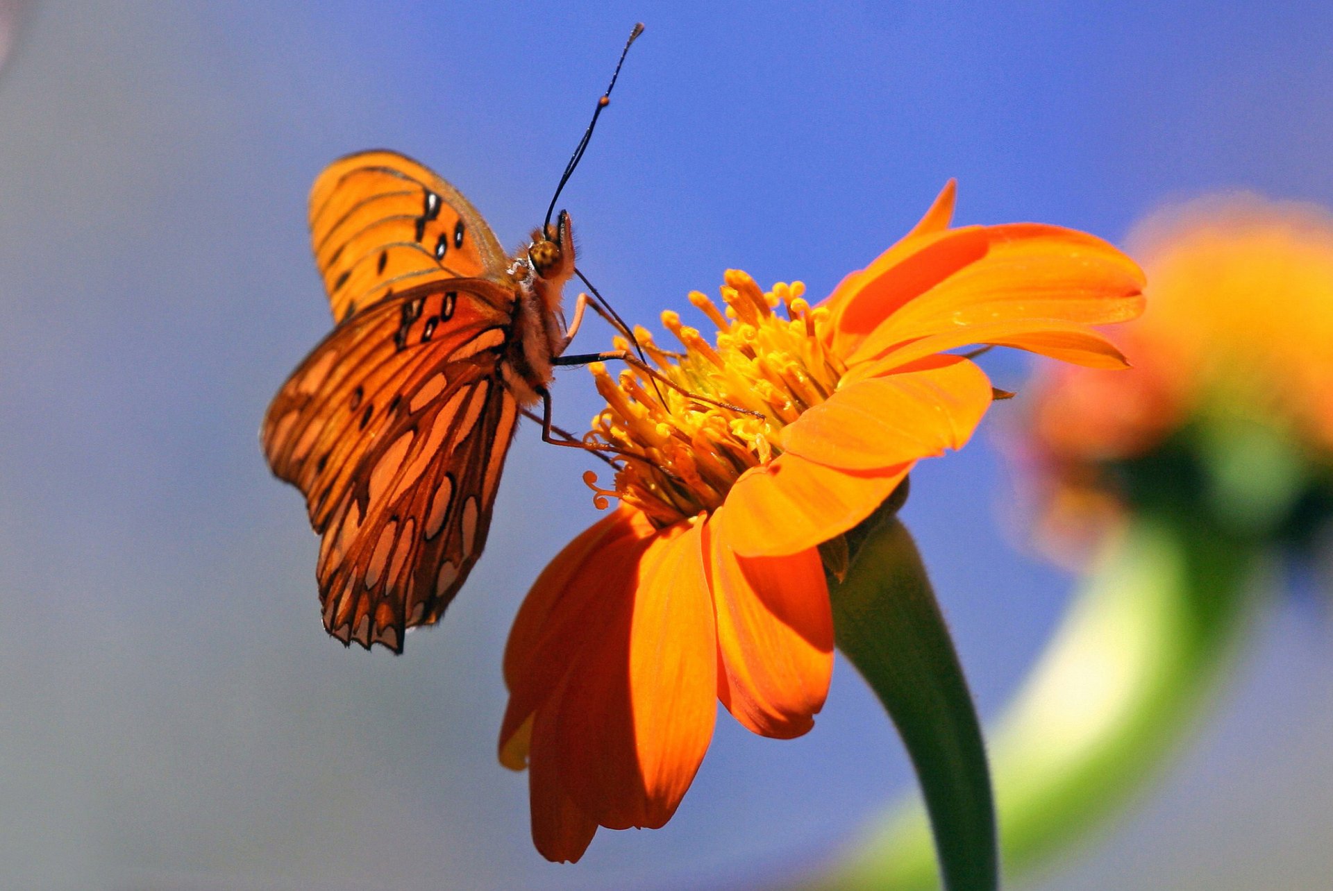 fleur papillon orange fond