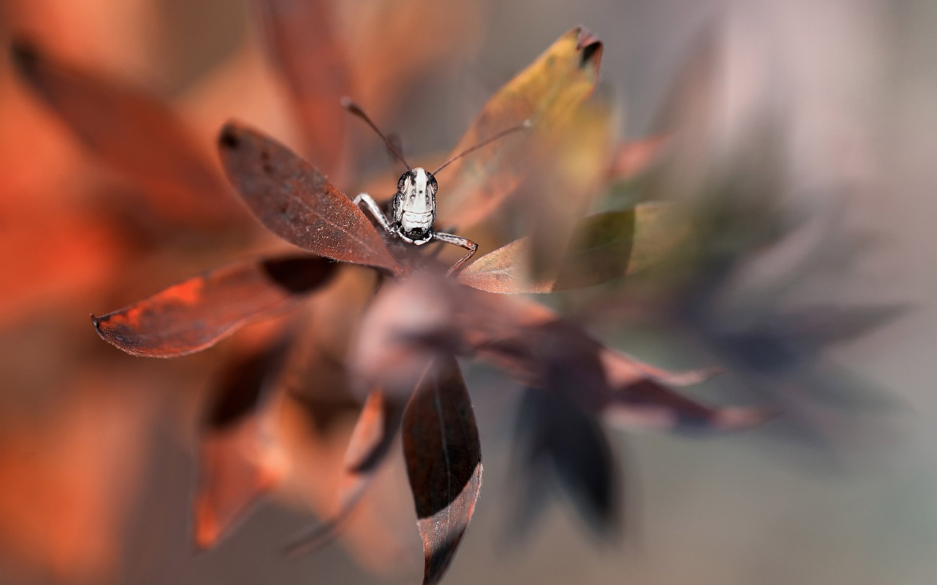 grasshopper macro plant leaves leaflet