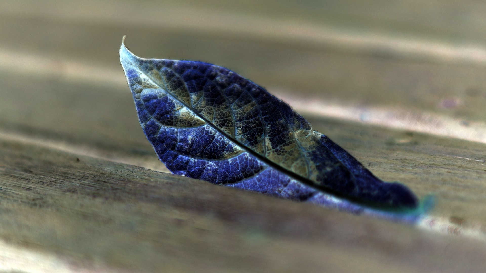 blatt blau holz bretter oberfläche