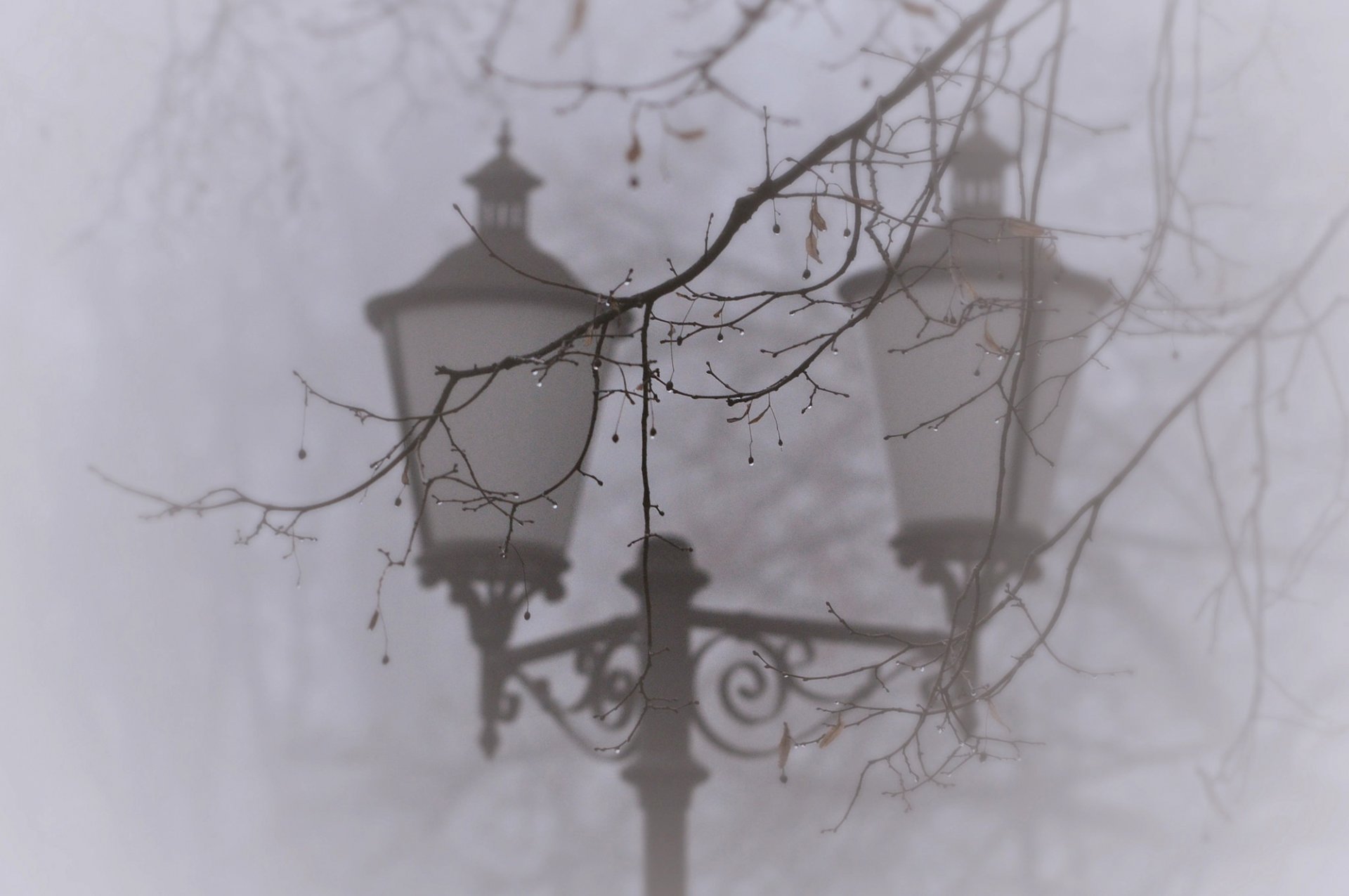 ramo gocce albero nebbia lanterna macro natura