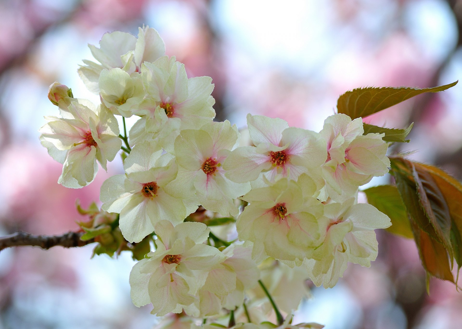 branch leaves flower white-pink bloom spring