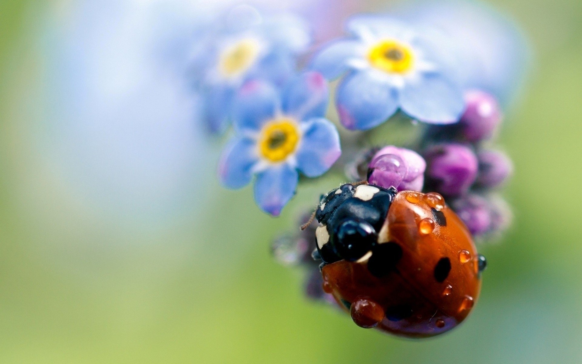 blume blütenblätter pflanze insekt marienkäfer tropfen tau