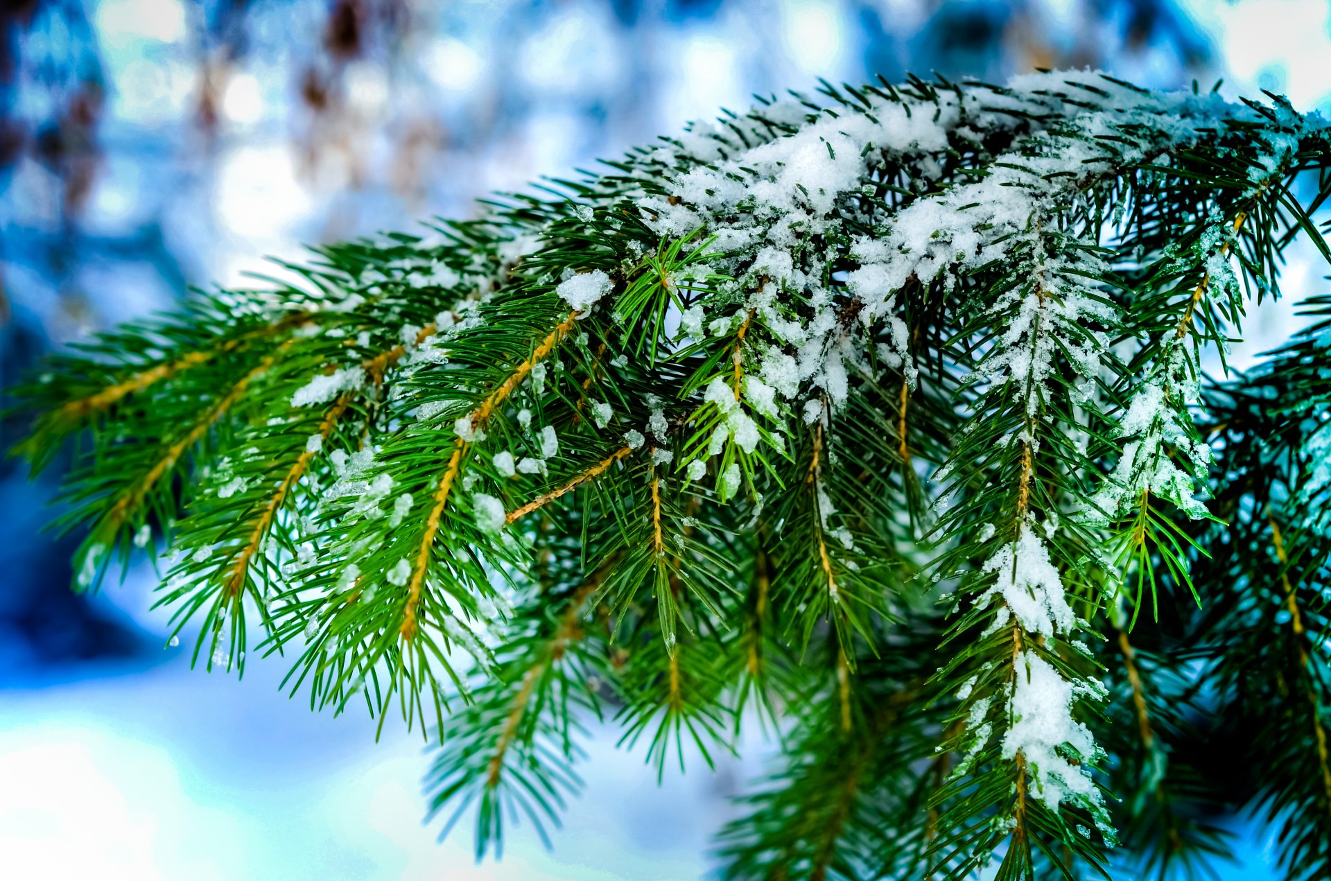 branches needle spruce tree needles snow winter bokeh close up nature