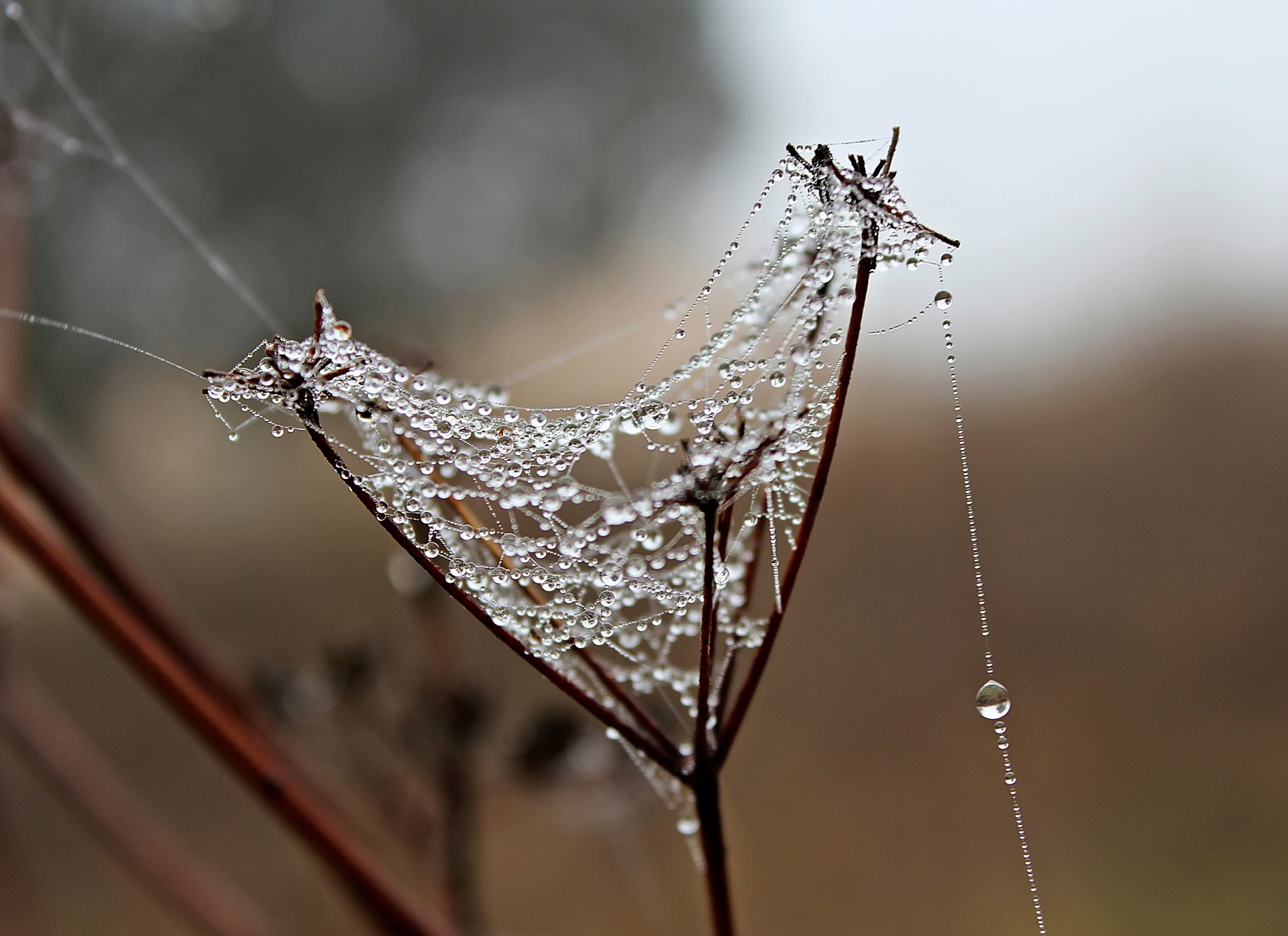 brizna de hierba tela de araña rocío gotas