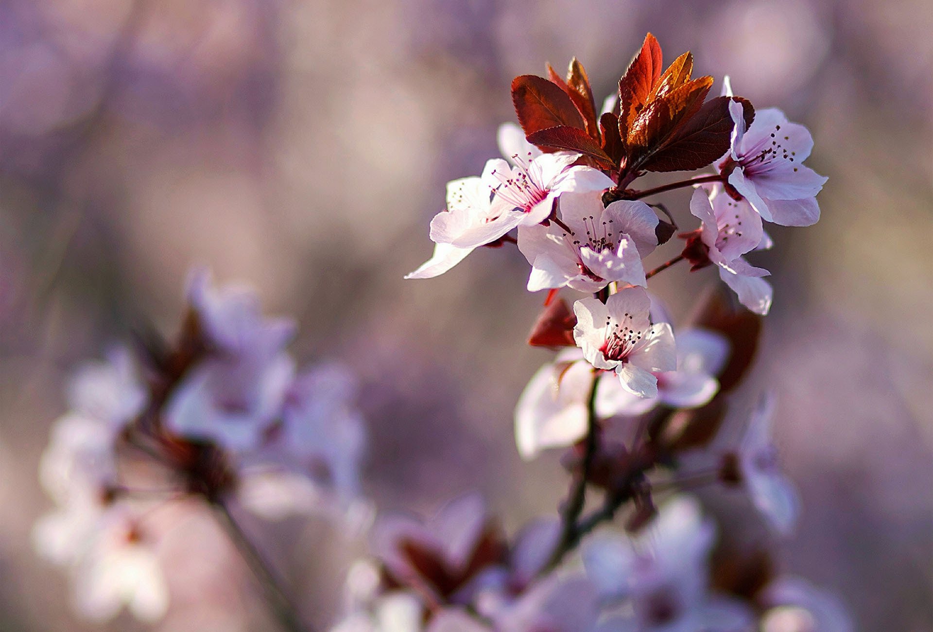 primavera rama flores floración árbol frutal