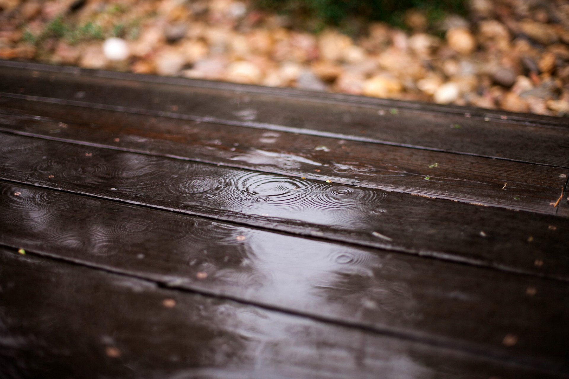 tavole legno gocce pioggia foglie sfocatura autunno