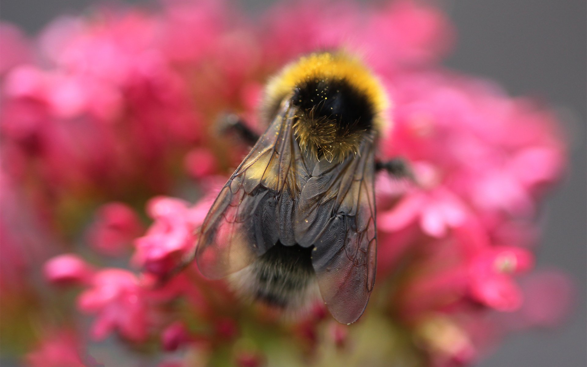 abeja flores rosa macro insecto néctar