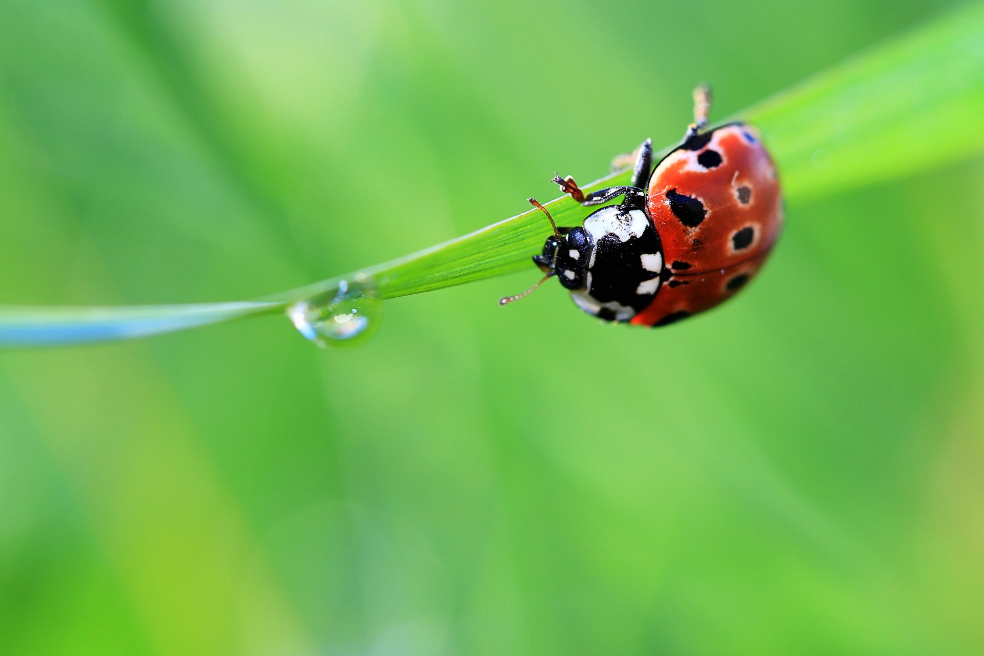 ladybug drop grass summer green