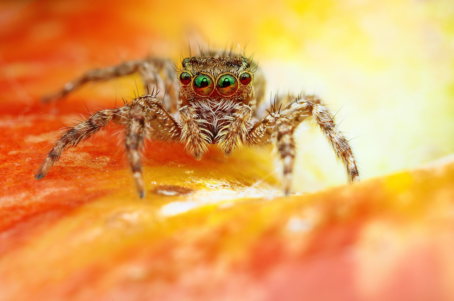 fleur araignée jumper