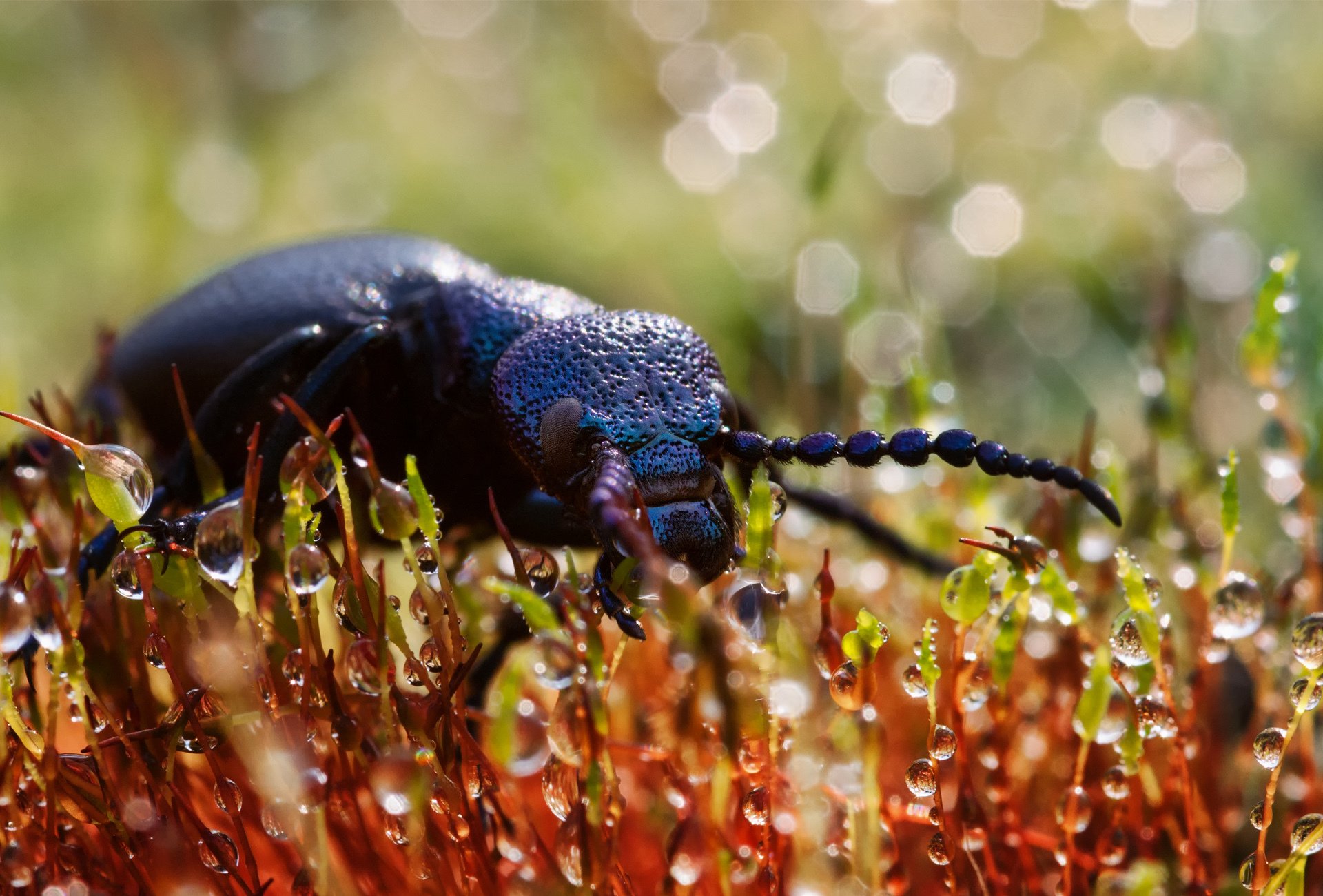 beetle plants drops close up