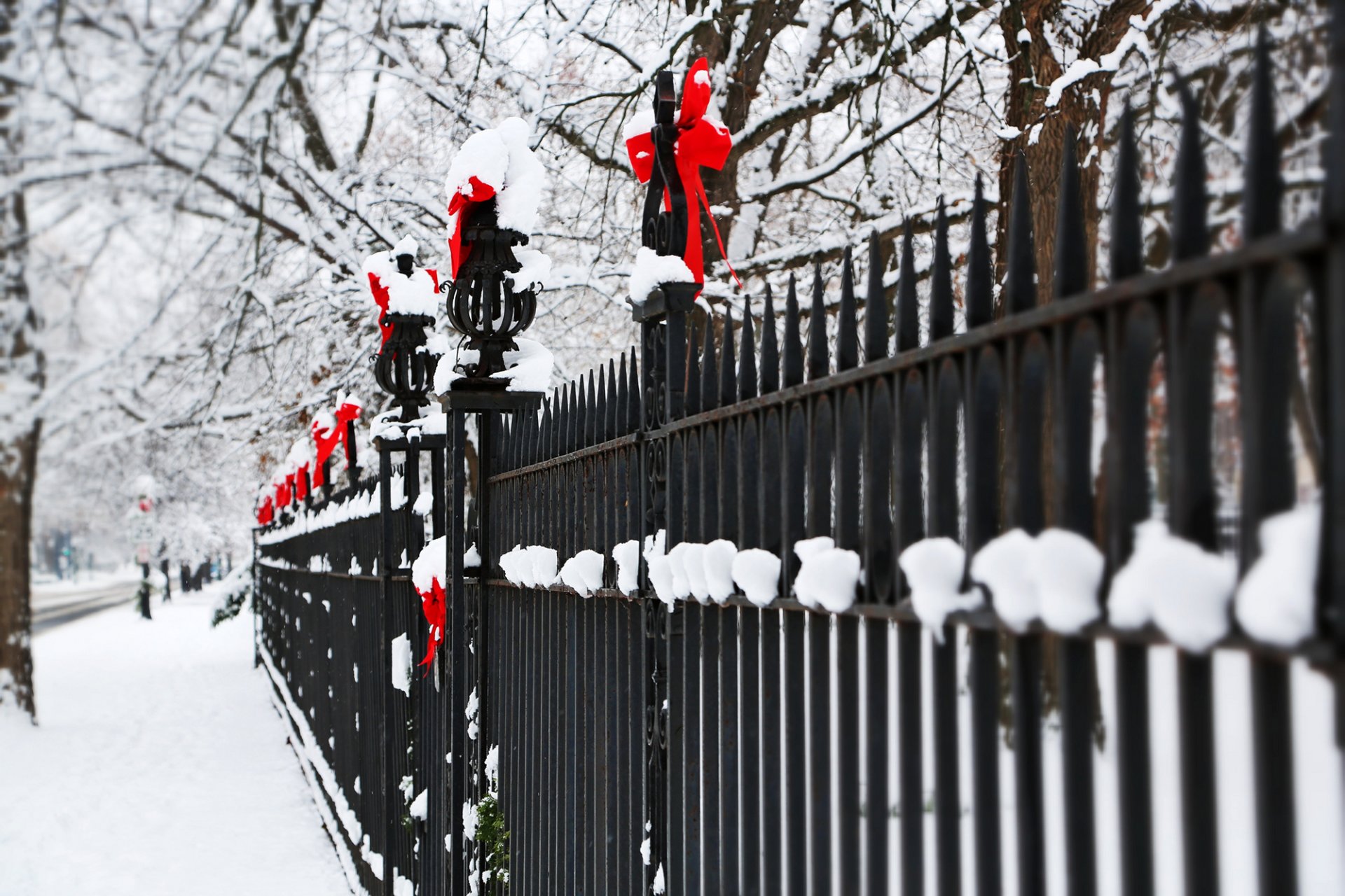 fence metal rods fence bows bows red holidays winter trees branches snow nature