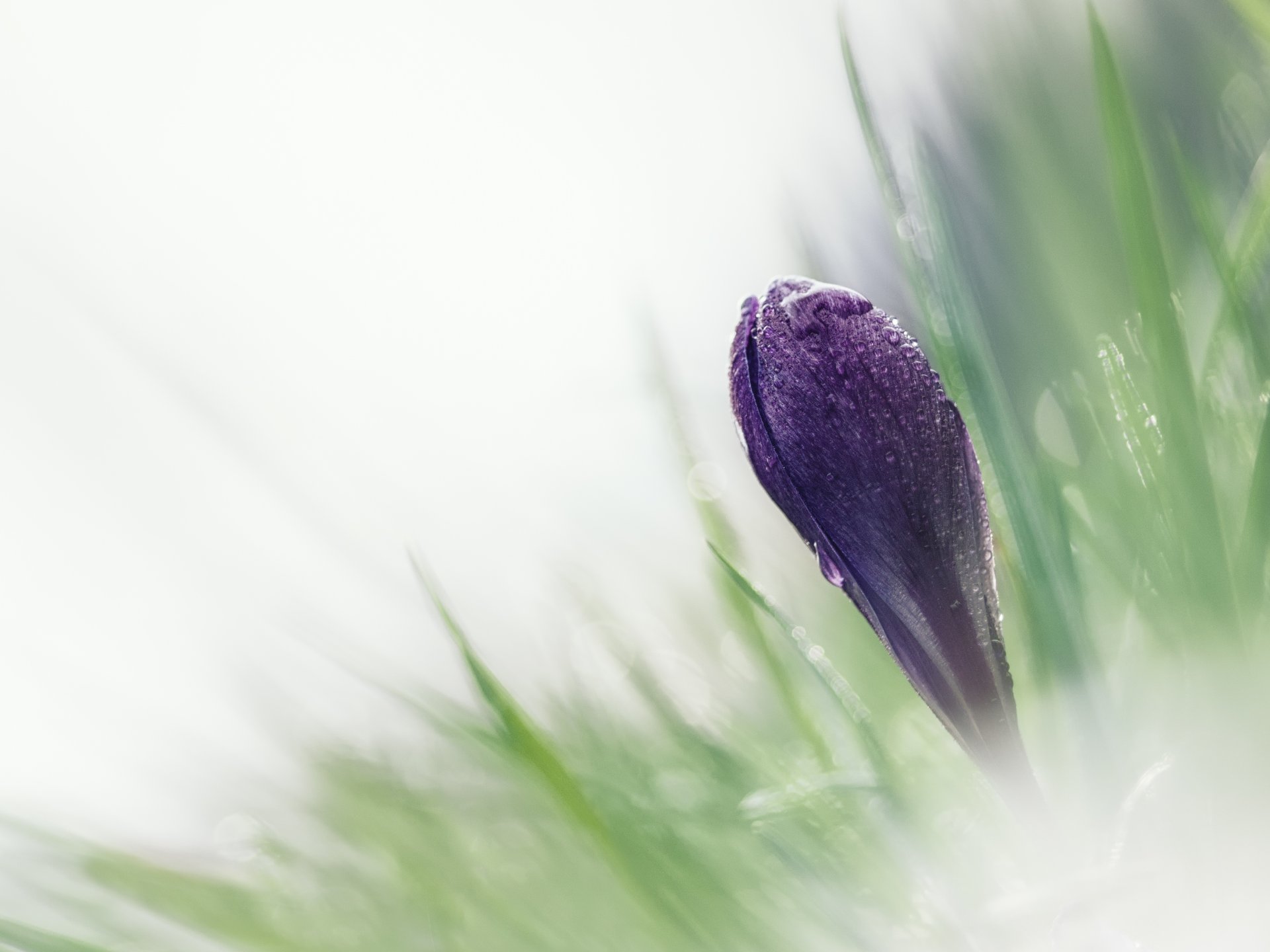 gros plan fleur crocus bourgeon herbe printemps