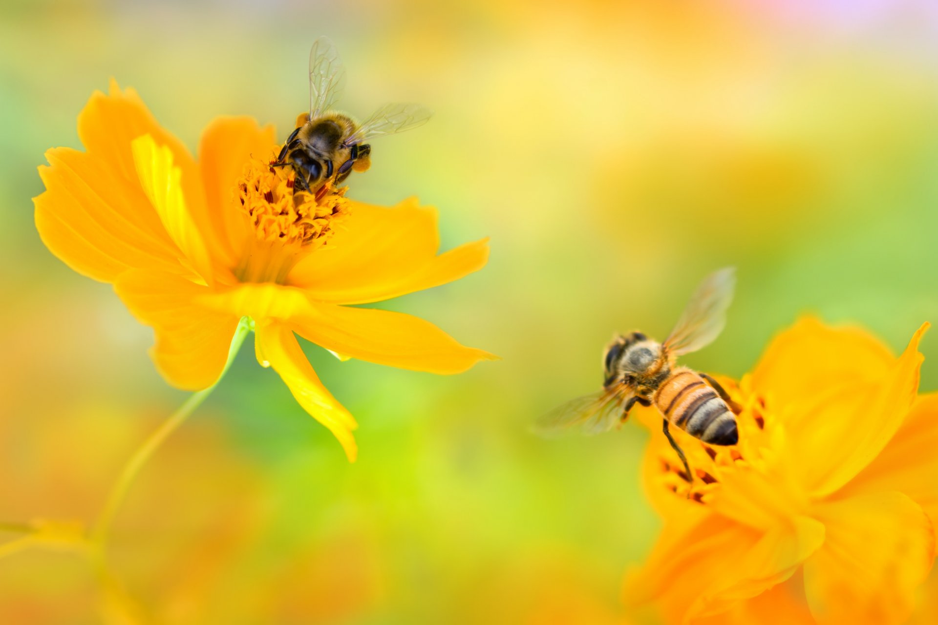 fleurs jaunes cosmea abeilles deux