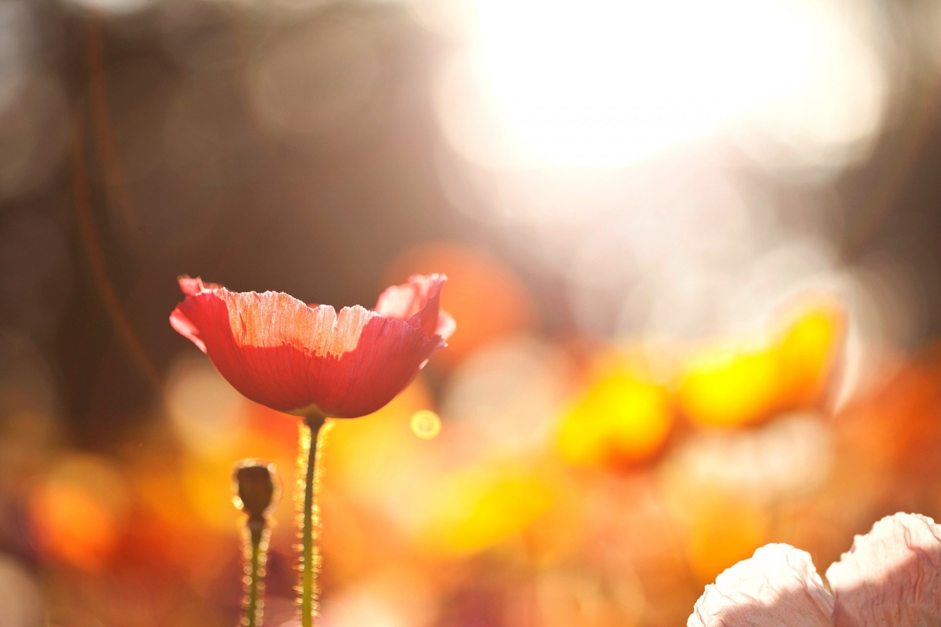 poppy flower red flowers field nature macro light sun bokeh