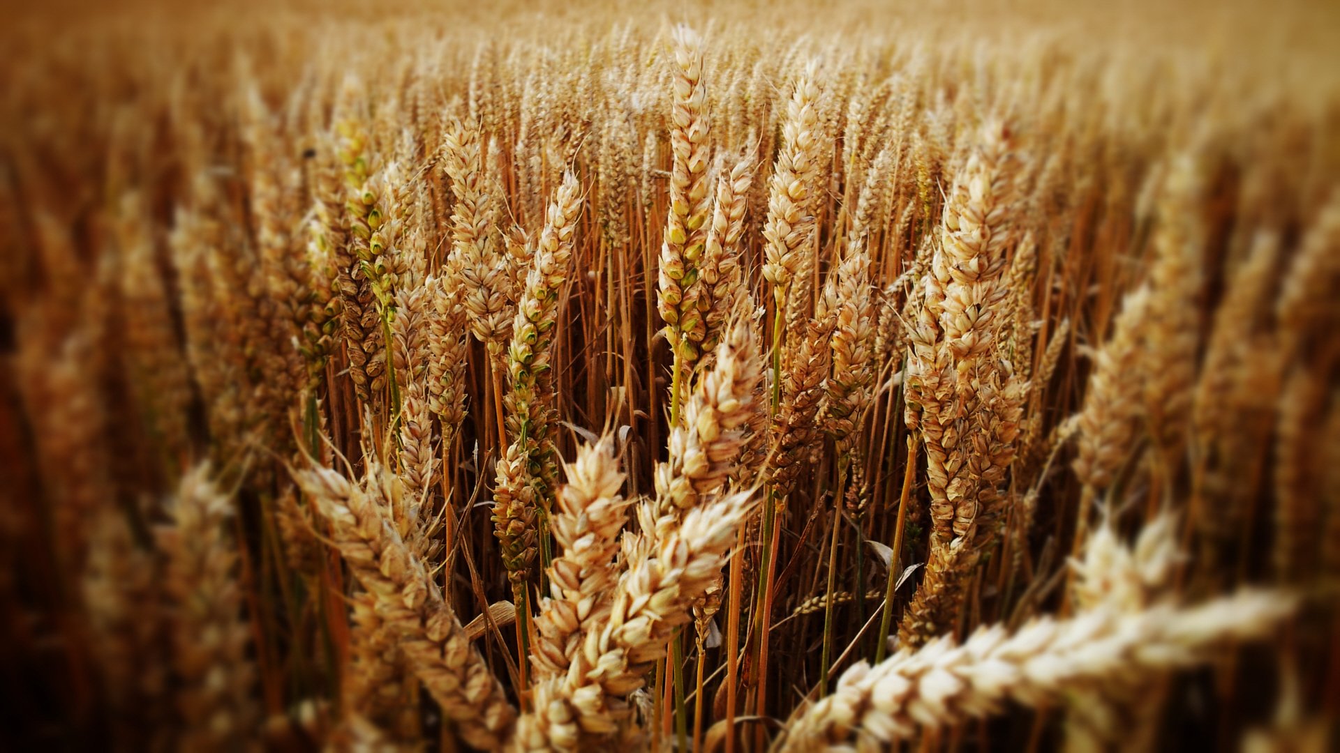 grano campo orecchio