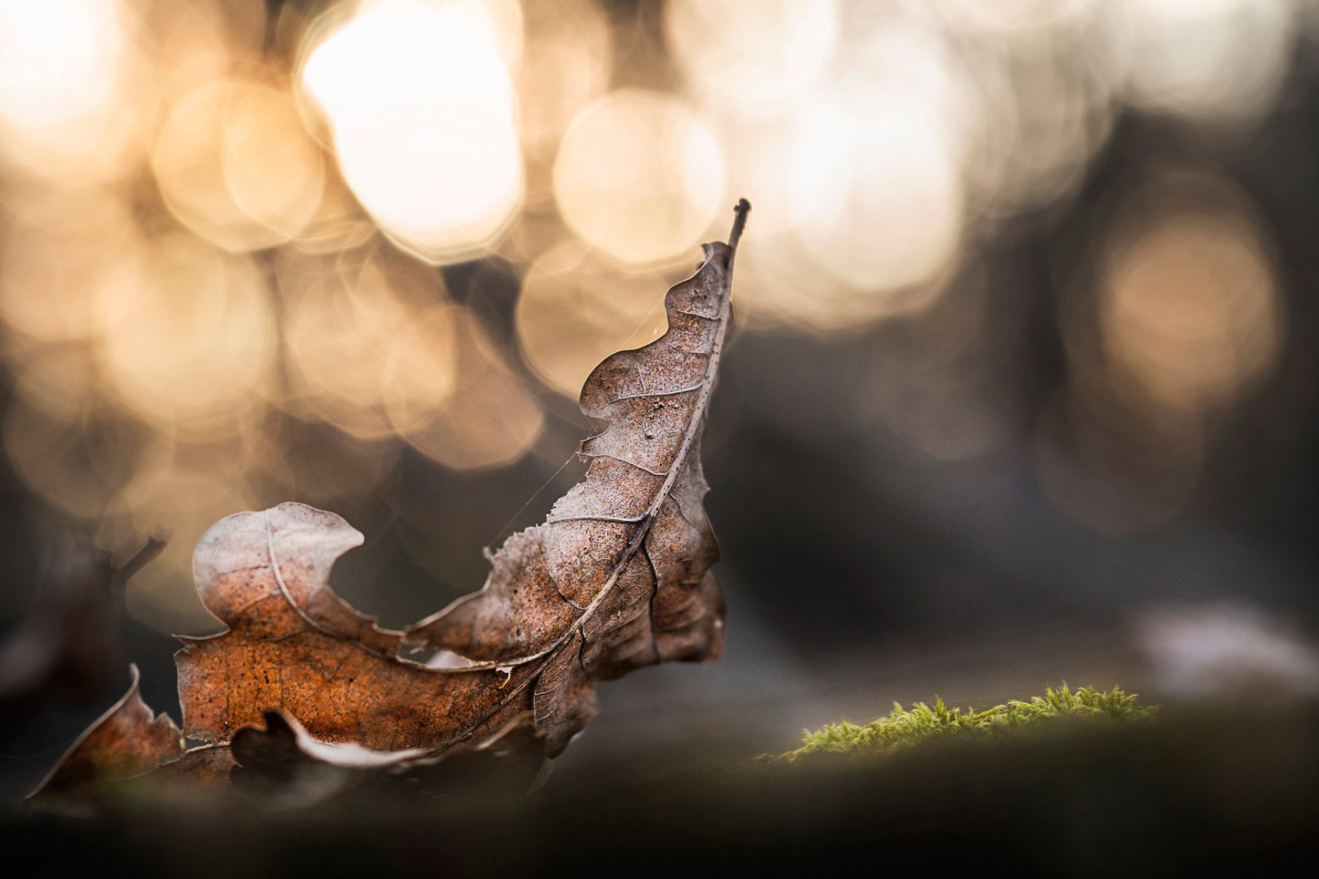 seco roble hoja bokeh