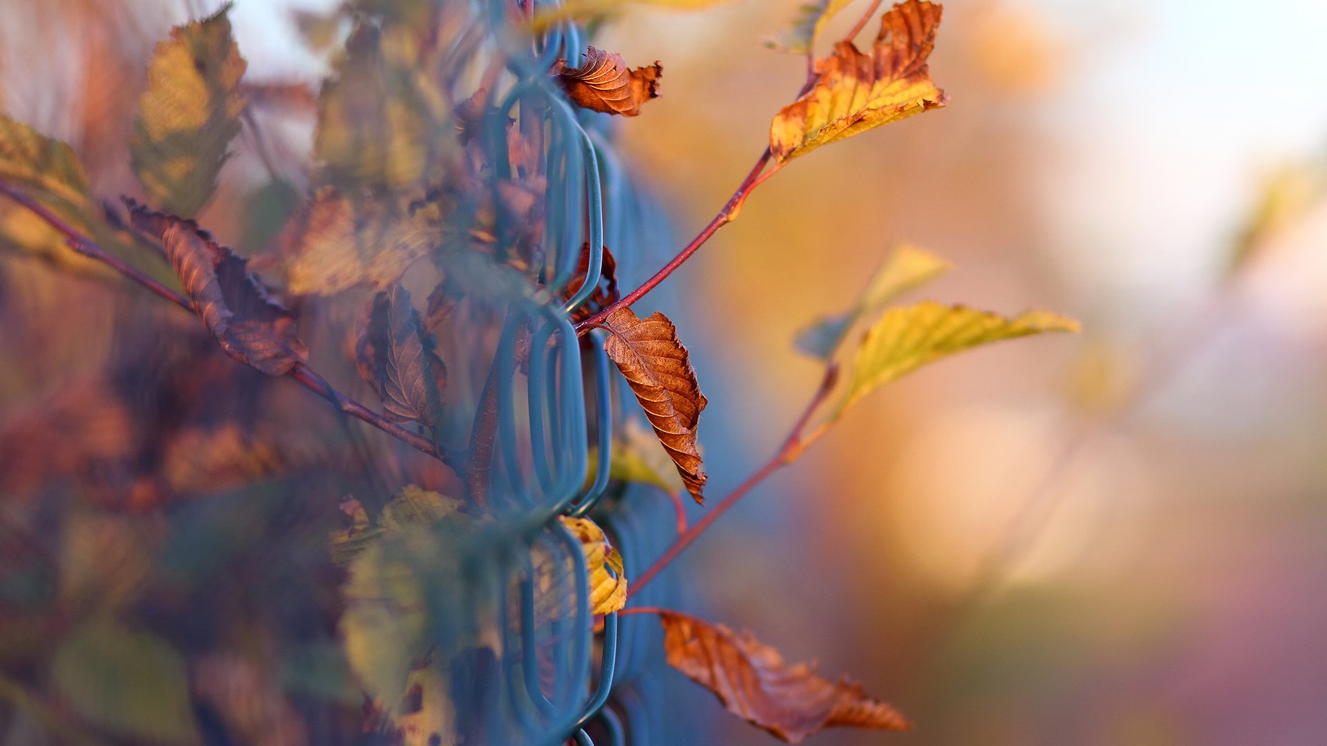 macro otoño follaje ramas cerca malla bokeh