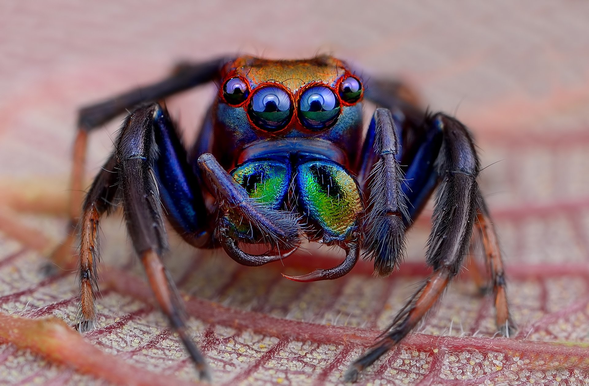 planta hoja araña saltador ojo