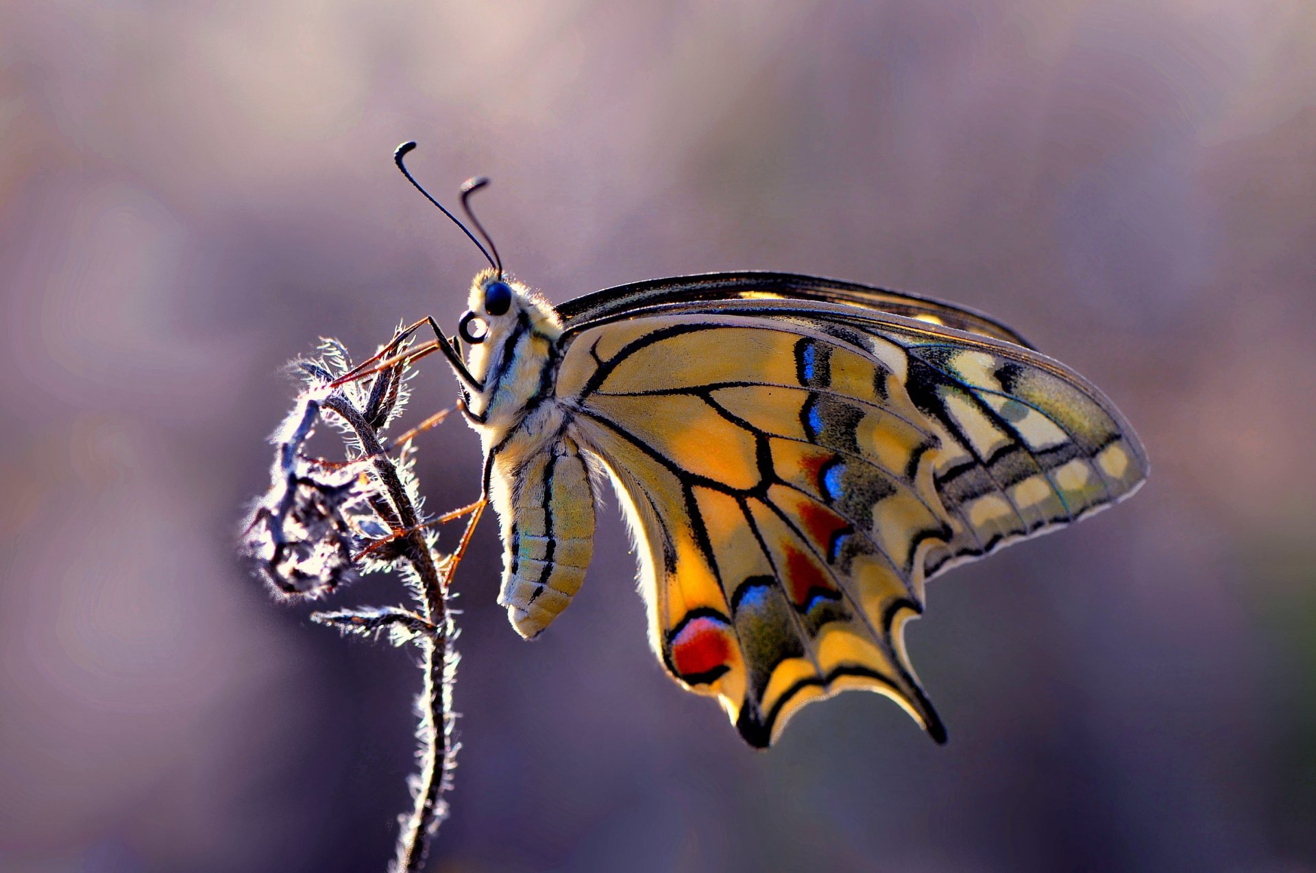 planta mariposa fondo